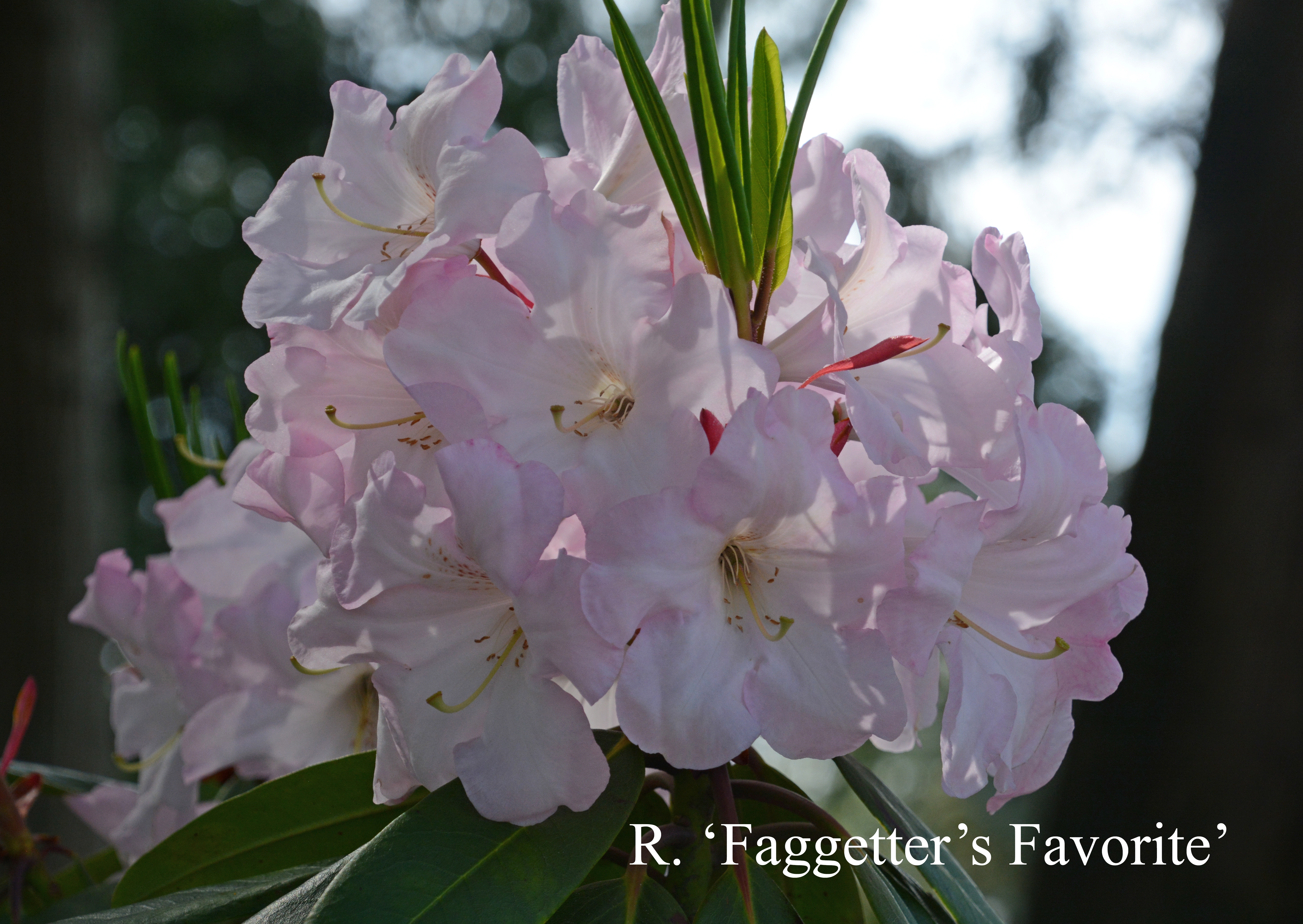 Rhododendron Faggetter's Favourite photo