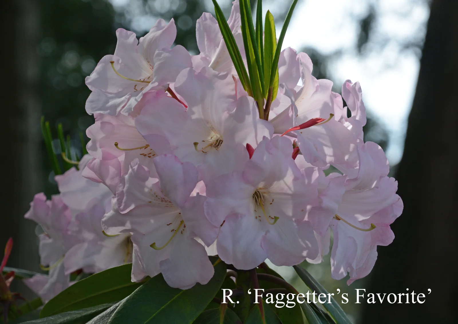 R. 'Faggetter's Favourite' photo of R. 'Faggetter's Favourite'. Location: Fearing's Farm Nursery, Abbotsford, BC, Canada. Photo by: Harold Fearing