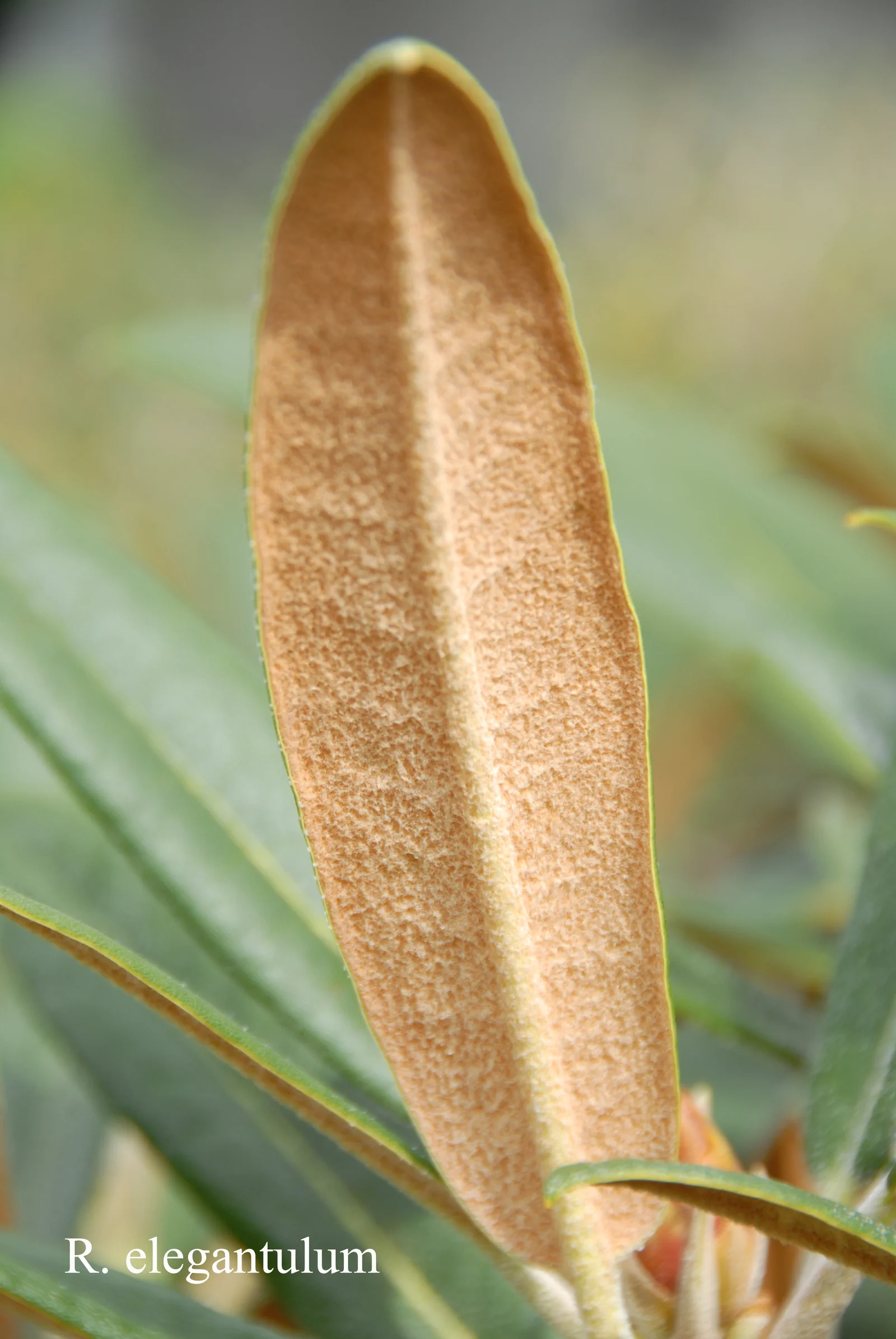 R. elegantulum photo of R. elegantulum. Leaves. Location: Fearing's Farm Nursery, Abbotsford, BC, Canada. Photo by: Harold Fearing