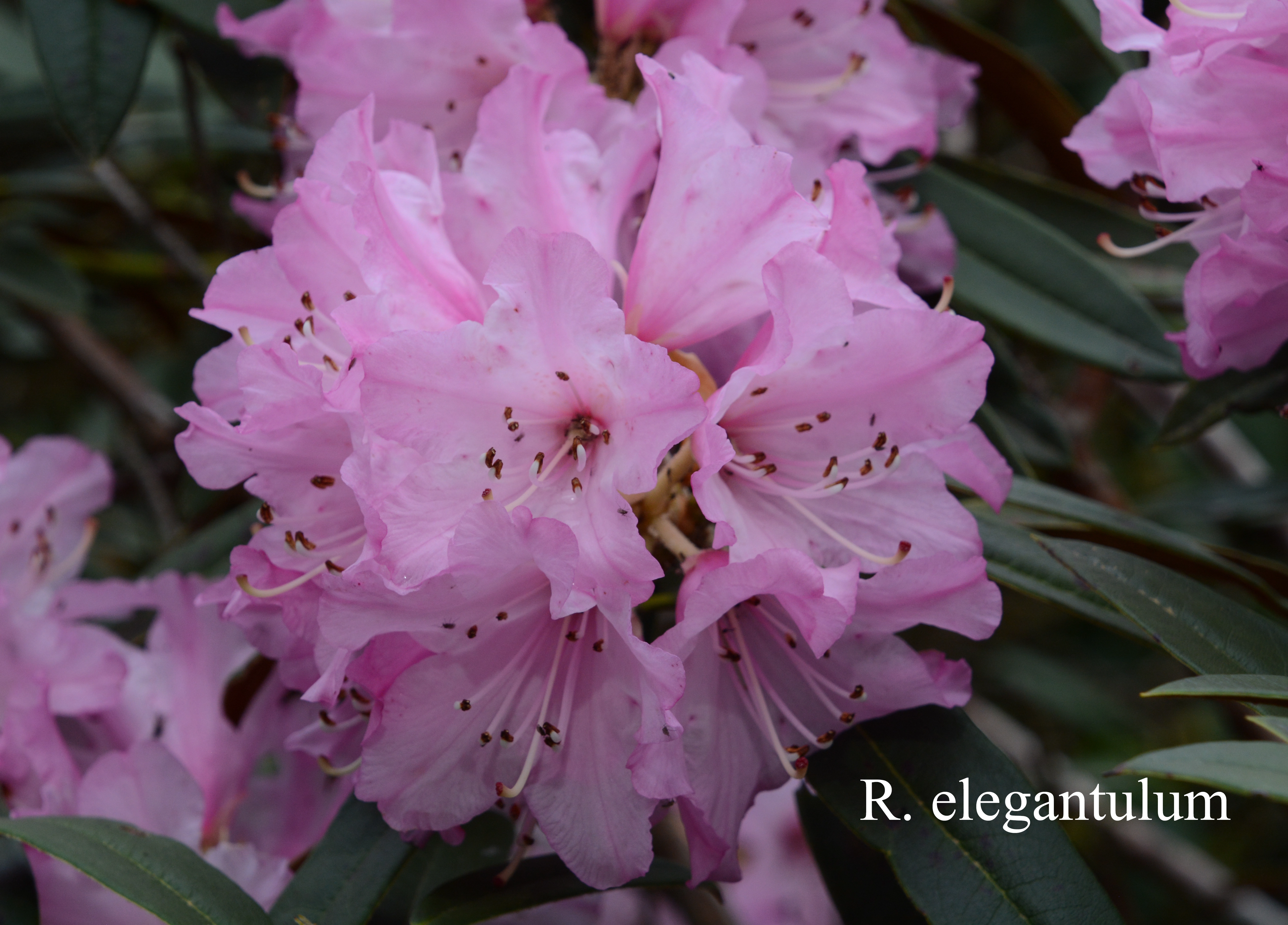 Rhododendron elegantulum photo