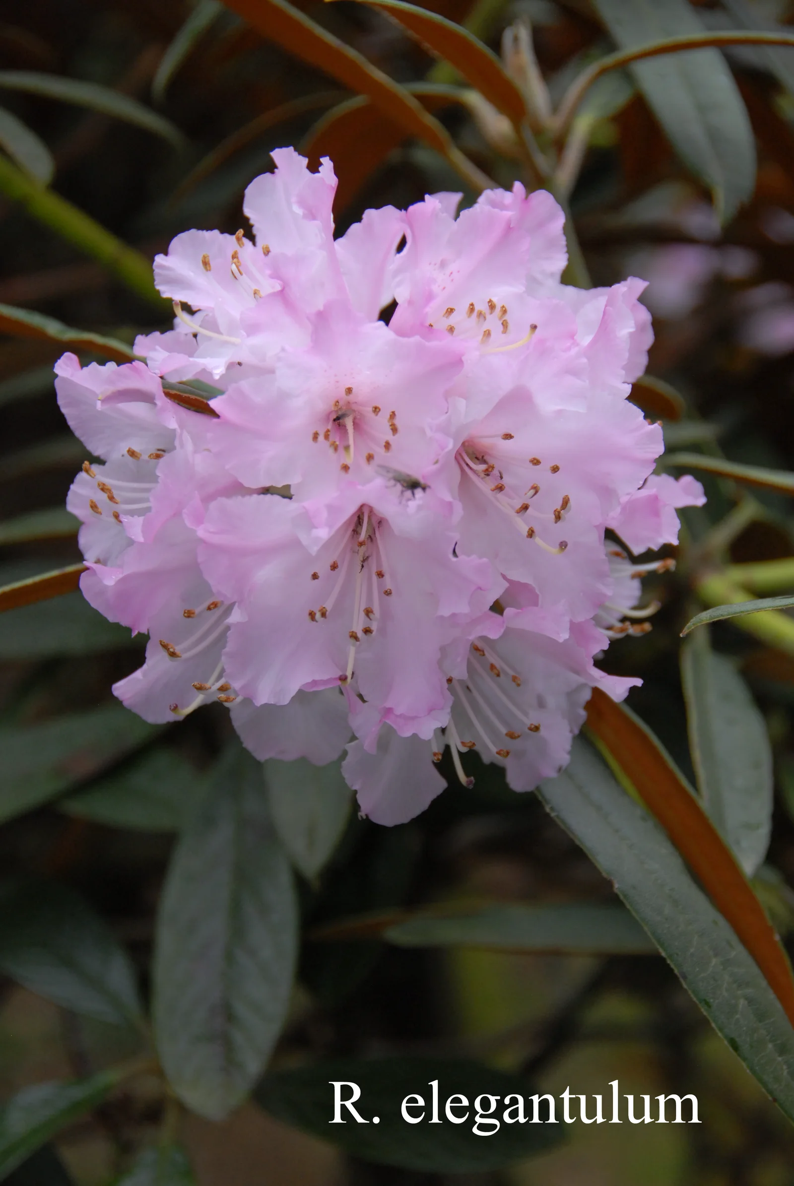 R. elegantulum photo of R. elegantulum. Location: Fearing's Farm Nursery, Abbotsford, BC, Canada. Photo by: Harold Fearing