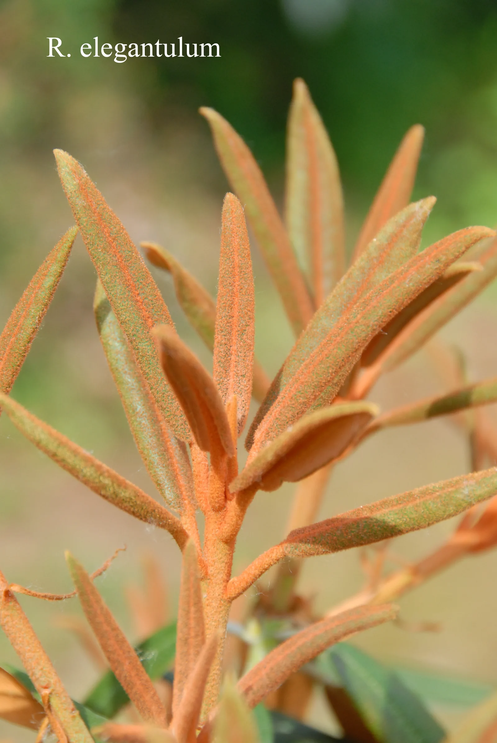 R. elegantulum photo of R. elegantulum. Leaves. Location: Fearing's Farm Nursery, Abbotsford, BC, Canada. Photo by: Harold Fearing