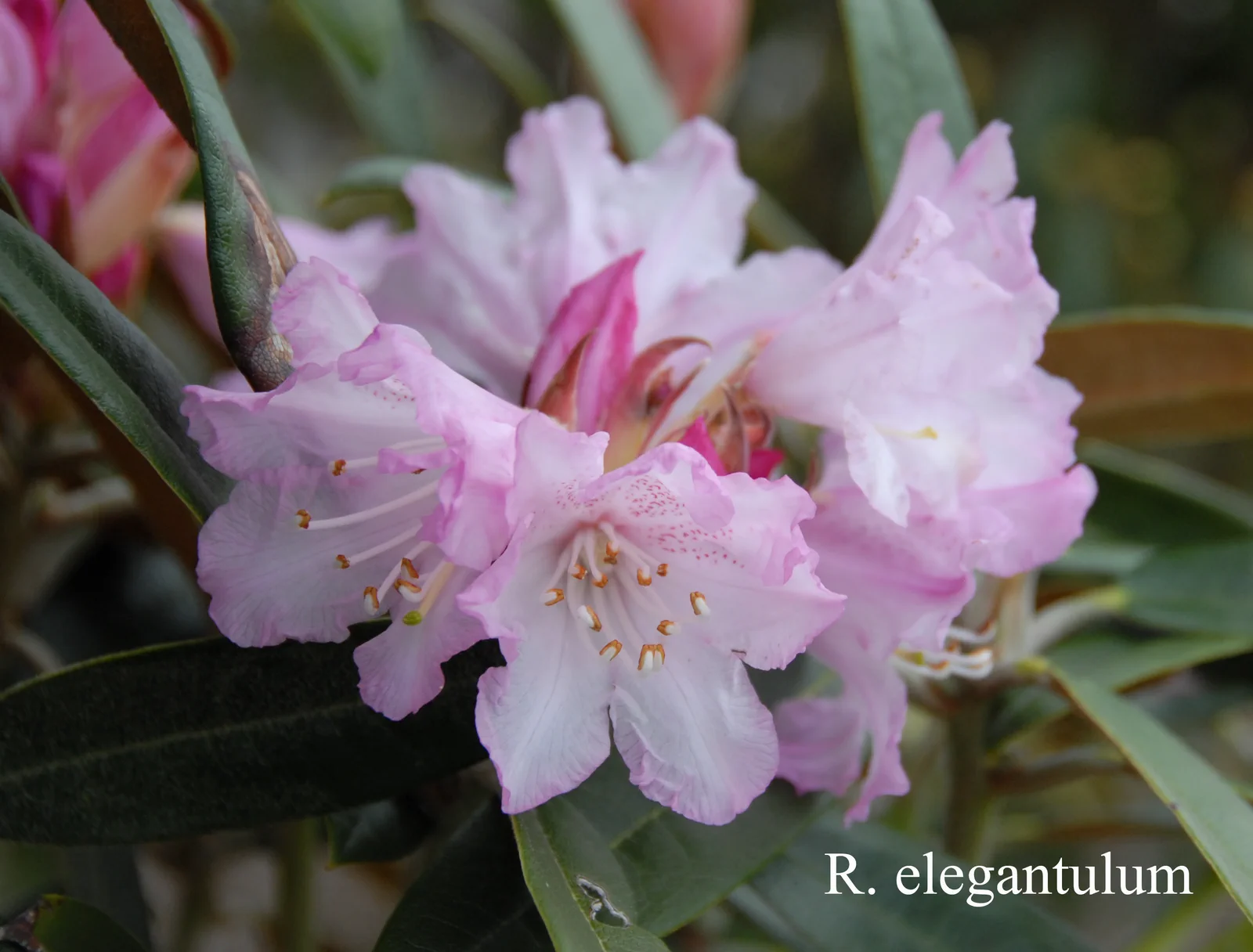 R. elegantulum photo of R. elegantulum. Location: Fearing's Farm Nursery, Abbotsford, BC, Canada. Photo by: Harold Fearing
