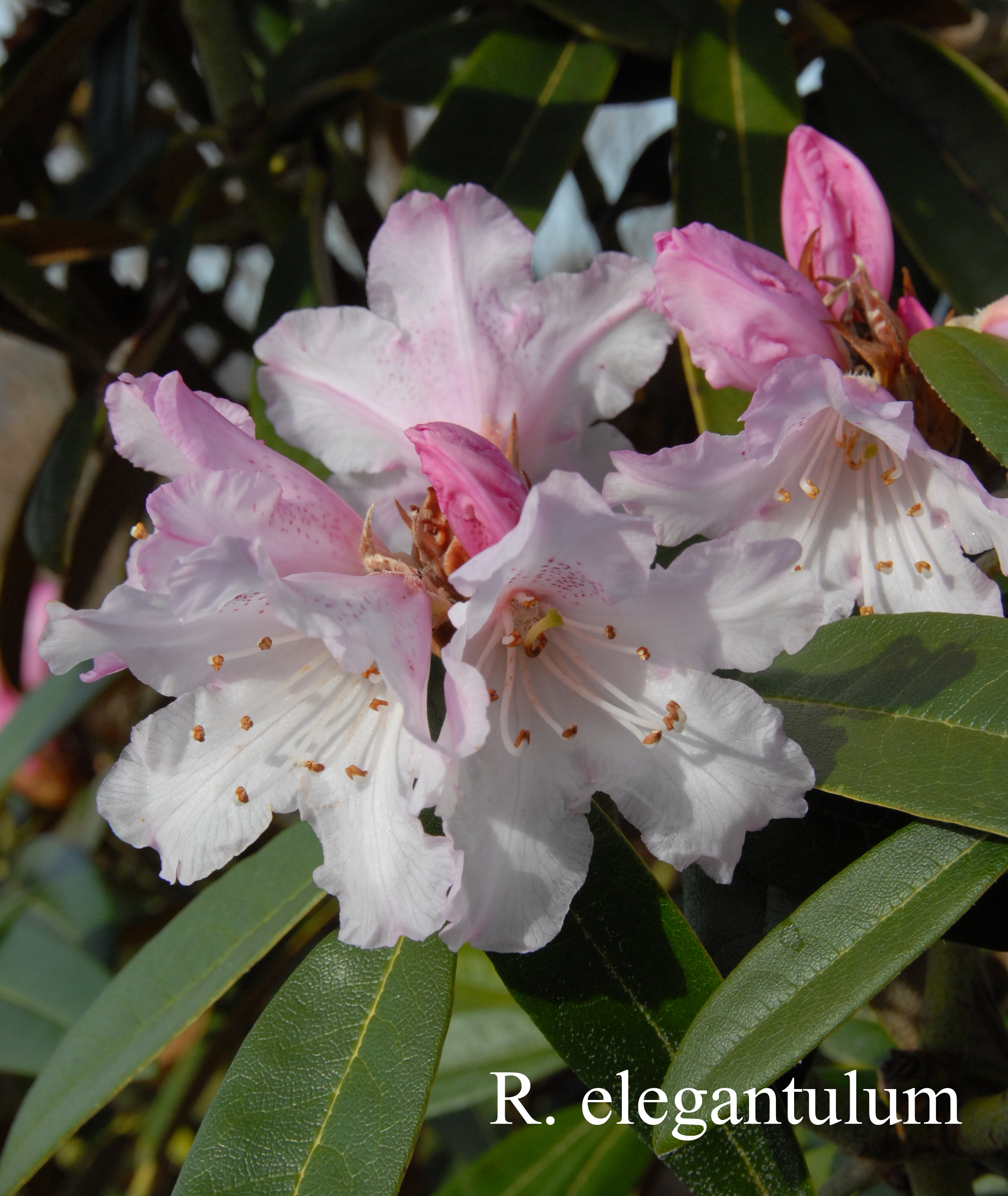 Rhododendron elegantulum photo
