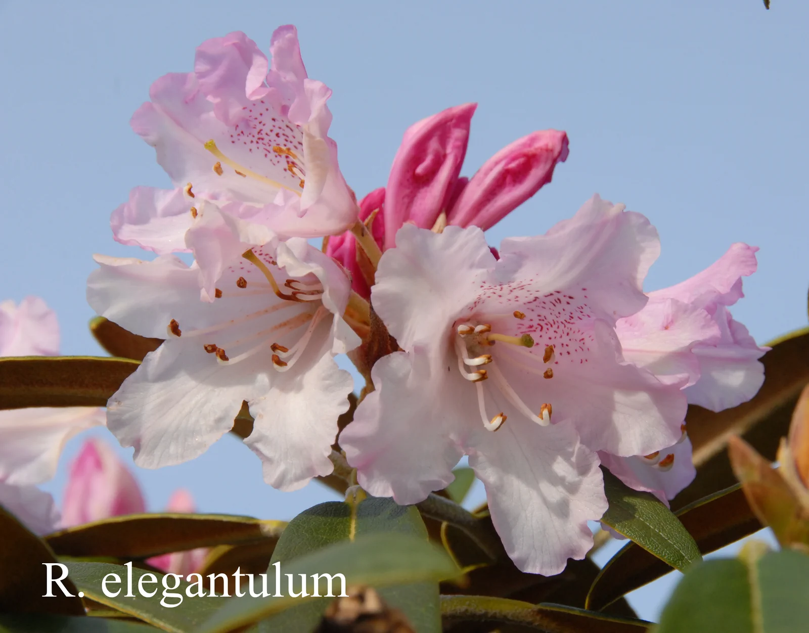 R. elegantulum photo of R. elegantulum. Location: Fearing's Farm Nursery, Abbotsford, BC, Canada. Photo by: Harold Fearing