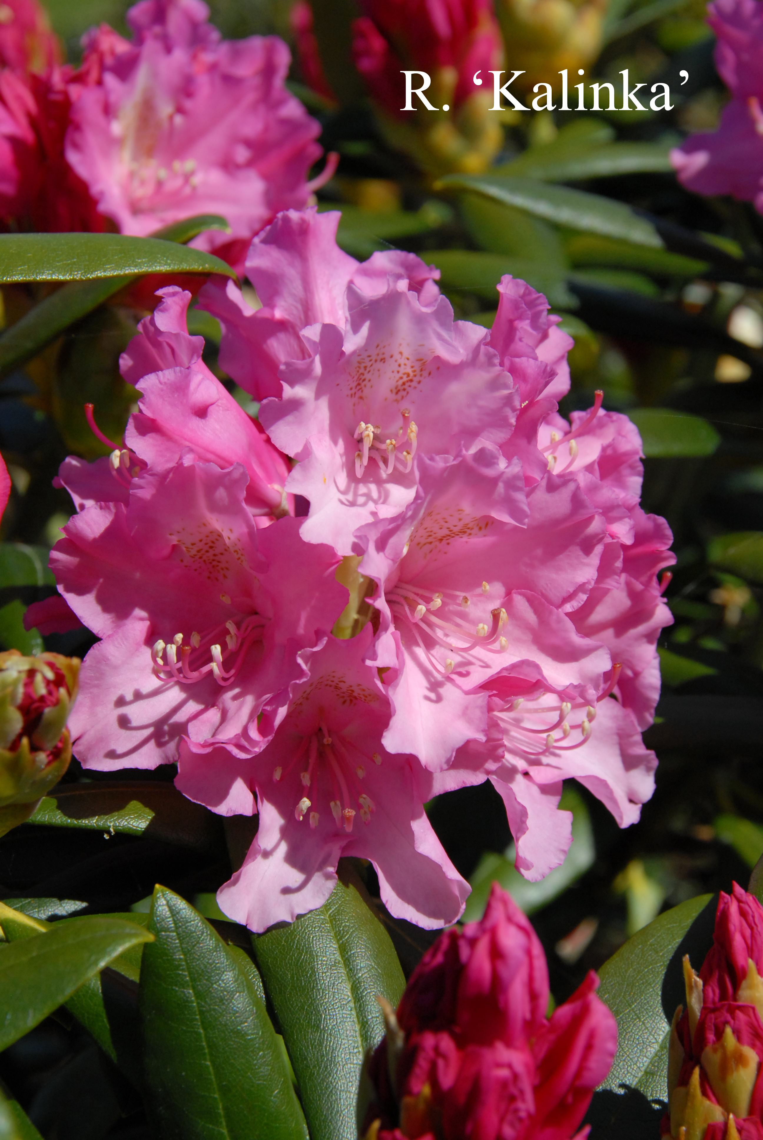 Rhododendron Kalinka photo