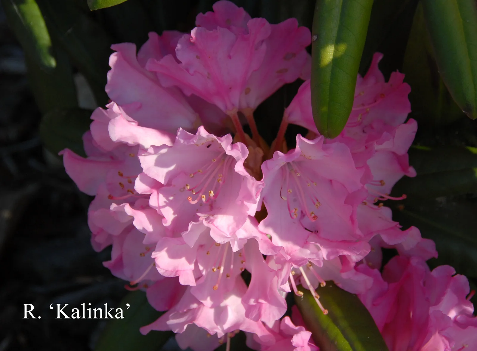 R. 'Kalinka' photo of R. 'Kalinka'. Location: Fearing's Farm Nursery, Abbotsford, BC, Canada. Photo by: Harold Fearing