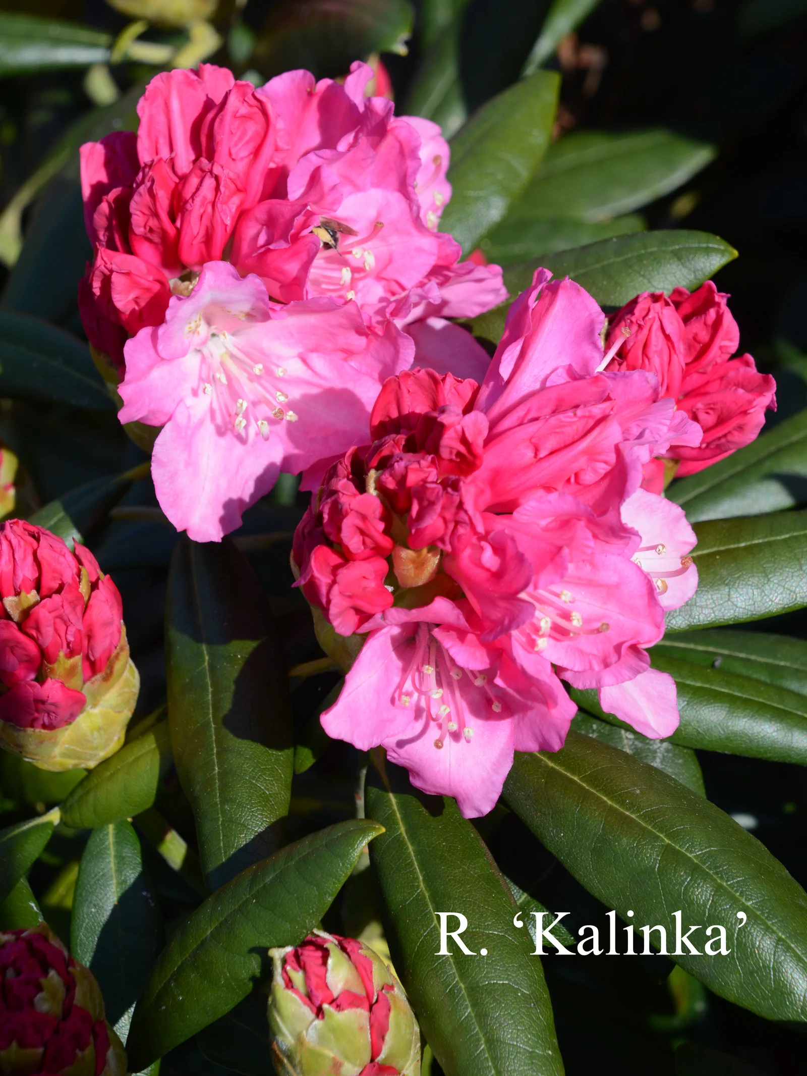 R. 'Kalinka' photo of R. 'Kalinka'. Location: Fearing's Farm Nursery, Abbotsford, BC, Canada. Photo by: Harold Fearing