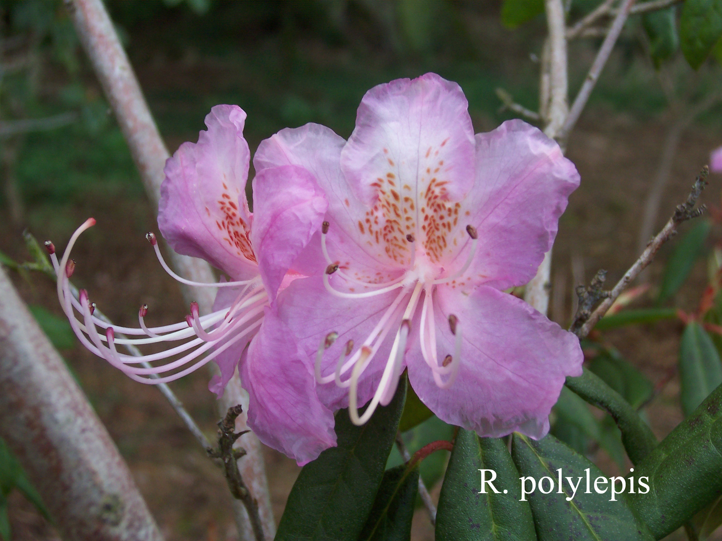 Rhododendron polylepis photo