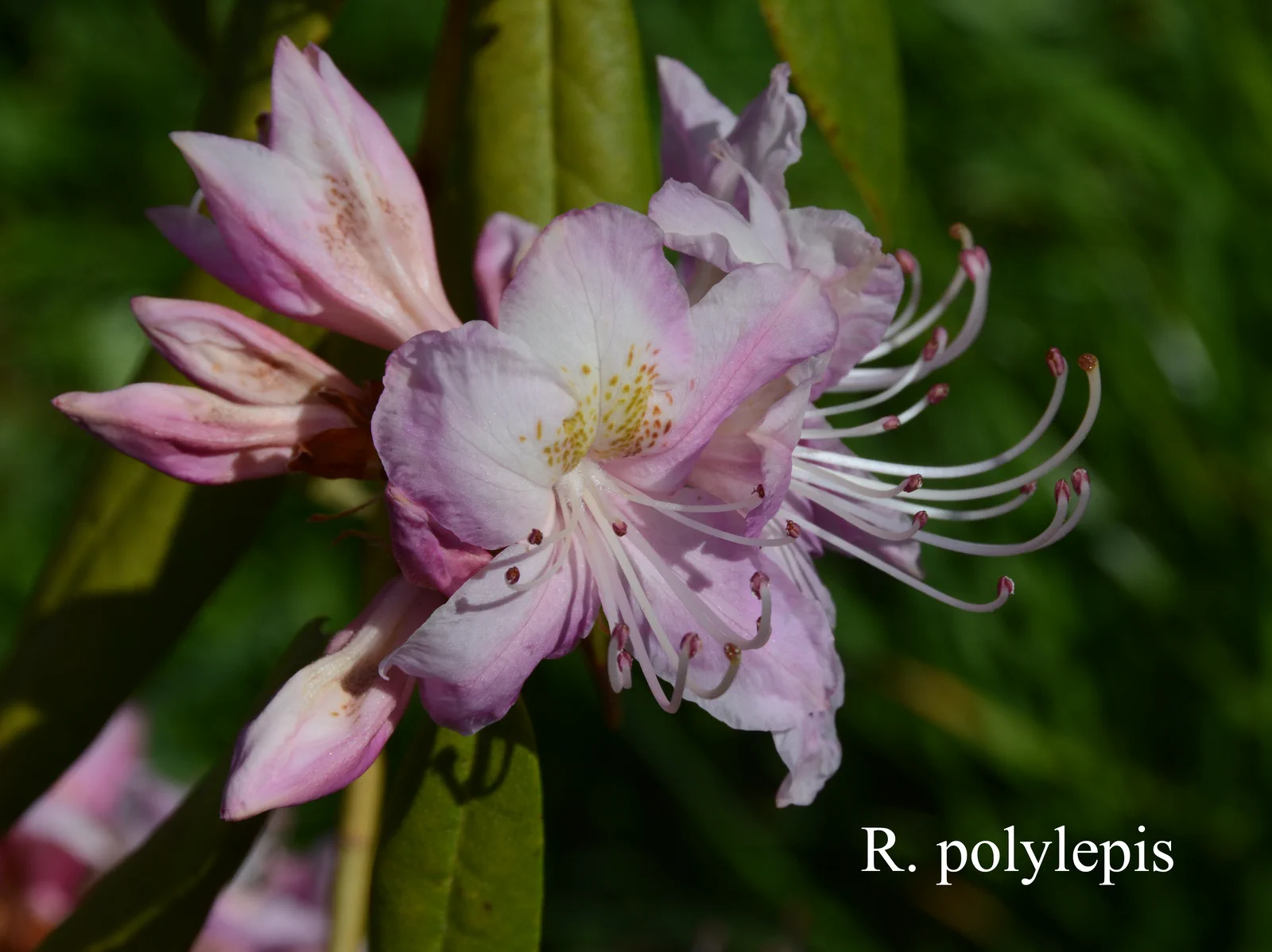 R. polylepis photo of R. polylepis. Location: Fearing's Farm Nursery, Abbotsford, BC, Canada. Photo by: Harold Fearing