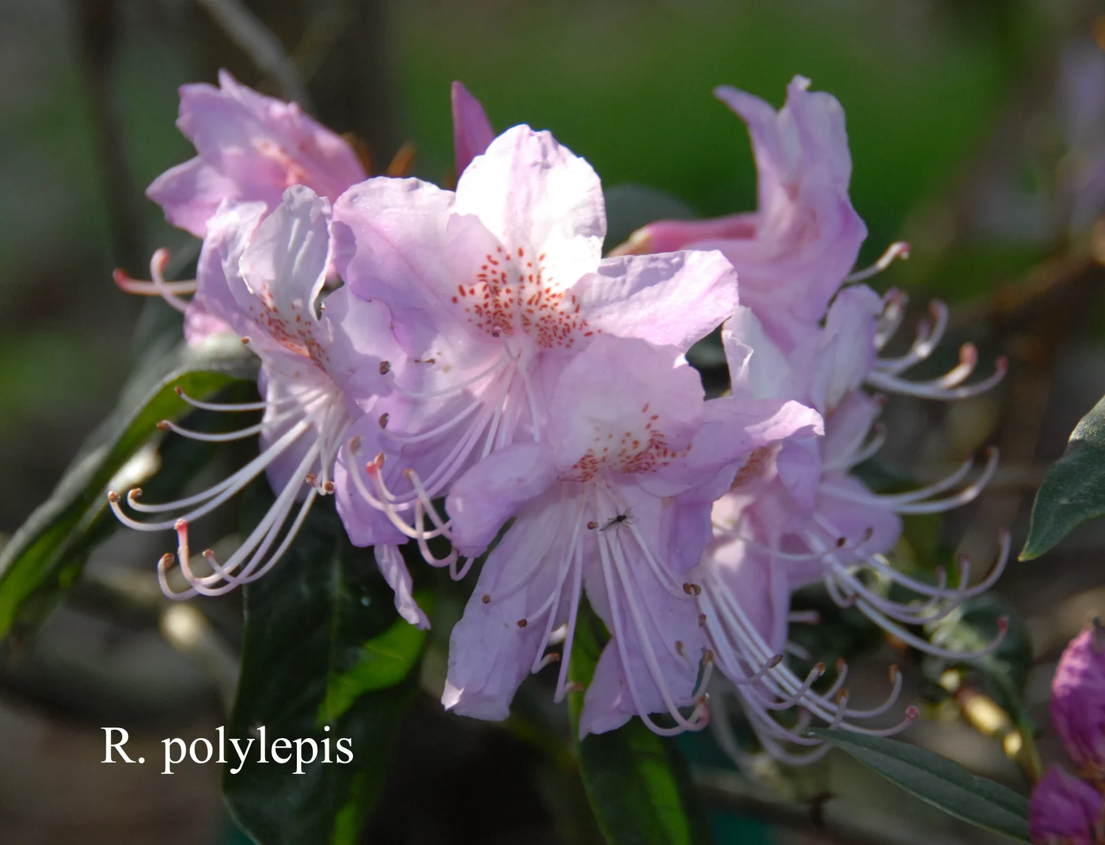 R. polylepis photo of R. polylepis. Location: Fearing's Farm Nursery, Abbotsford, BC, Canada. Photo by: Harold Fearing