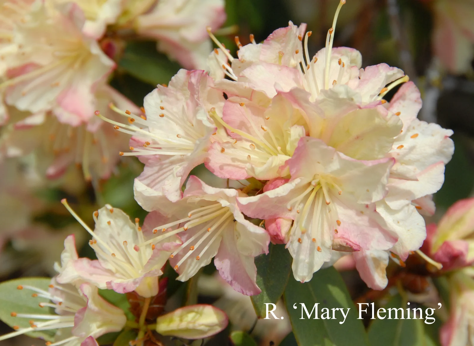 R. 'Mary Fleming' photo of R. 'Mary Fleming'. Location: Fearing's Farm Nursery, Abbotsford, BC, Canada. Photo by: Harold Fearing