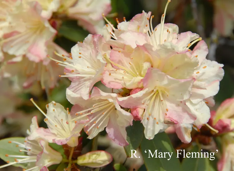 Photo of R. 'Mary Fleming', Rhododendron Hybrid