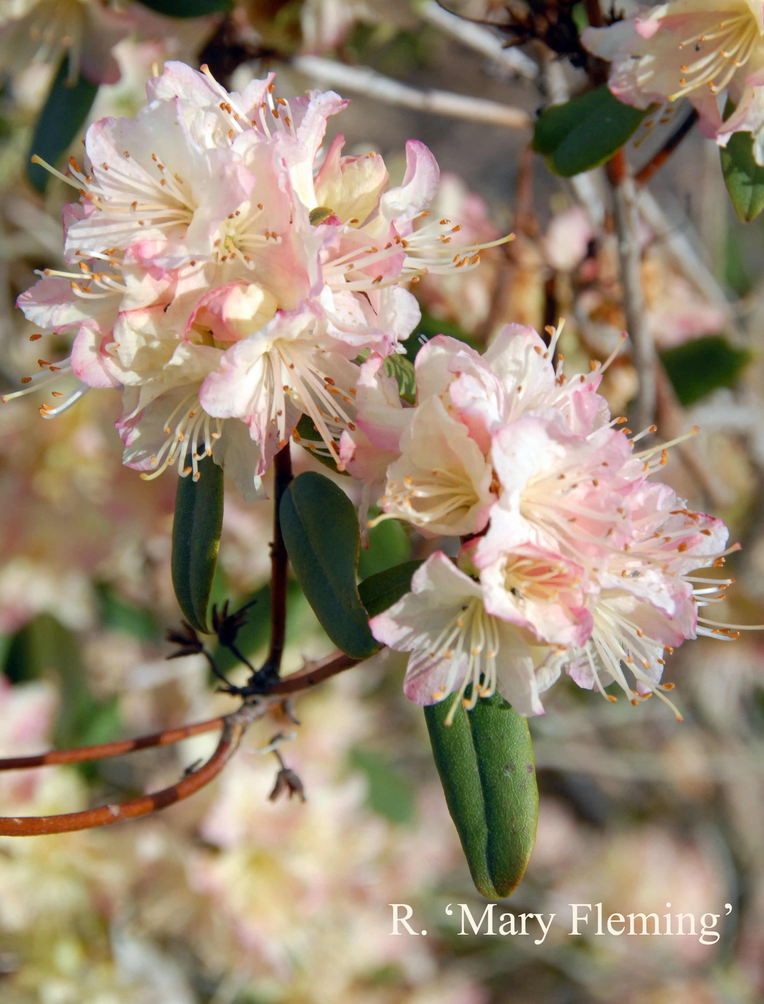 Rhododendron Mary Fleming photo