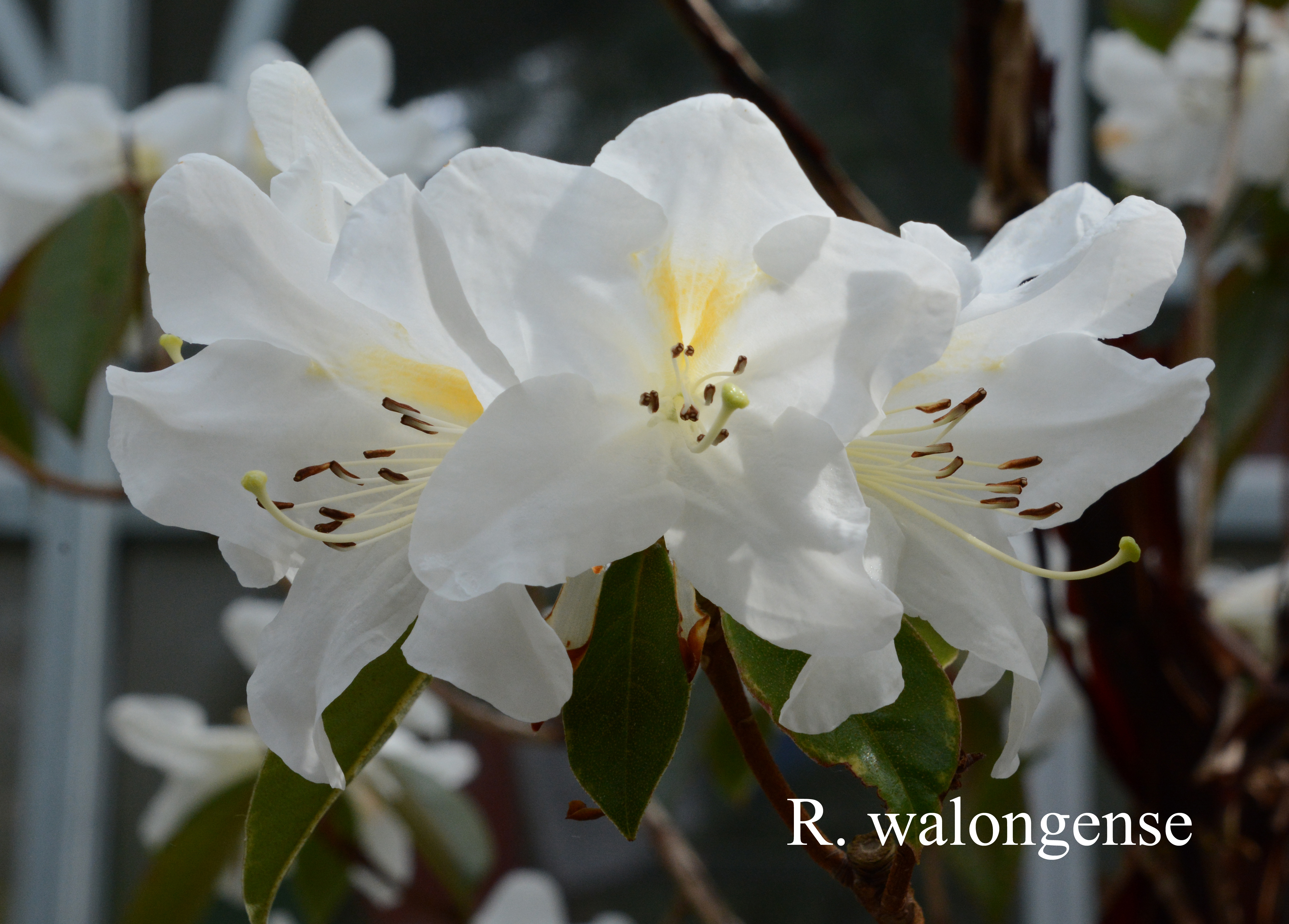 Rhododendron walongense photo