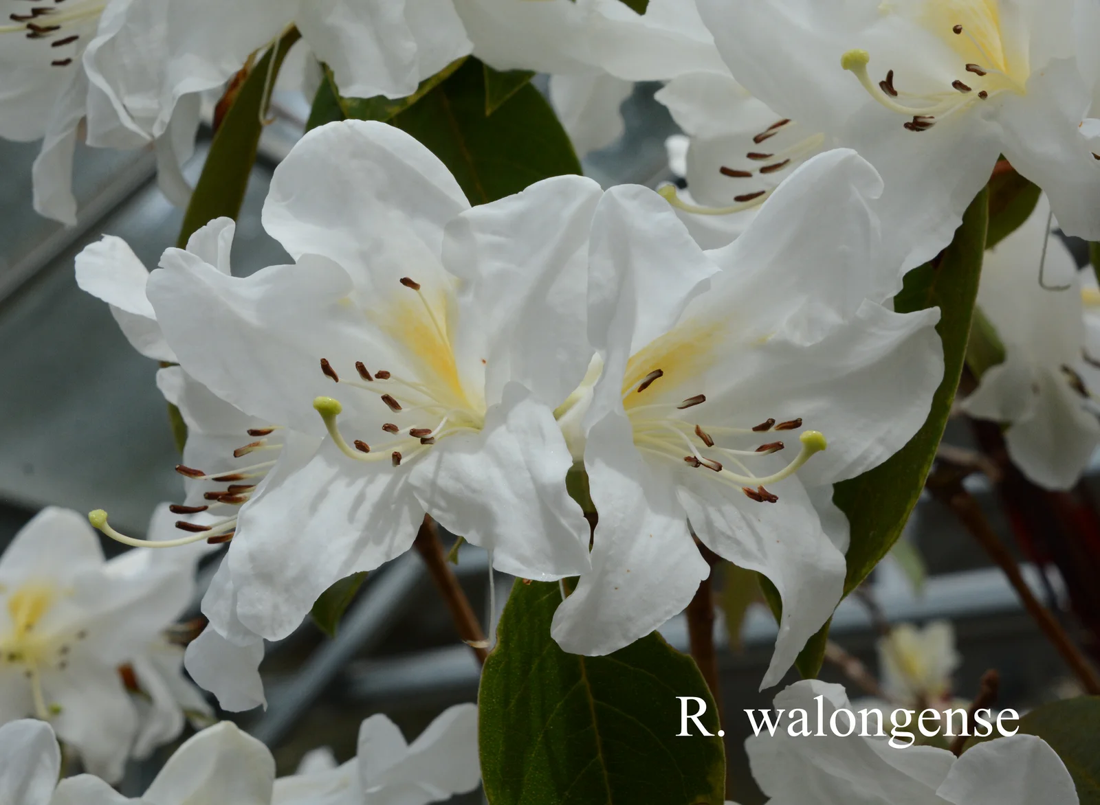 R. walongense photo of R. walongense. Location: Fearing's Farm Nursery, Abbotsford, BC, Canada. Photo by: Harold Fearing