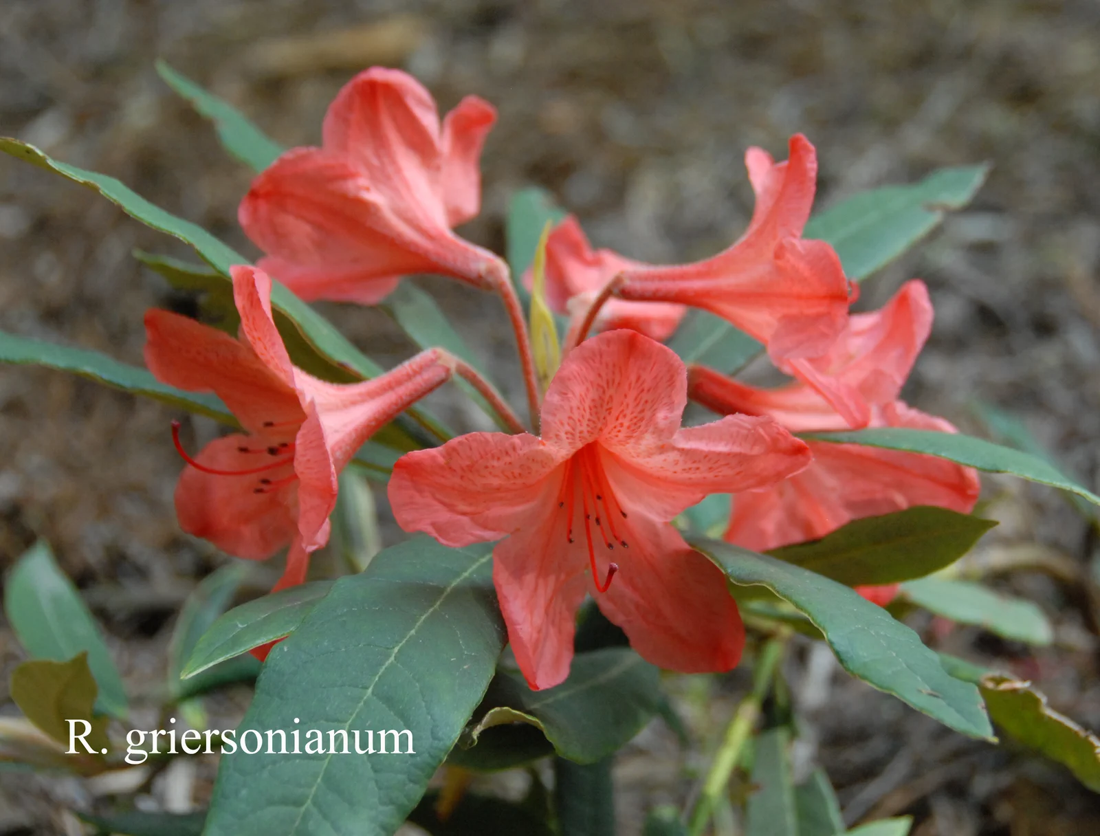 R. griersonianum photo of R. griersonianum. Location: Fearing's Farm Nursery, Abbotsford, BC, Canada. Photo by: Harold Fearing