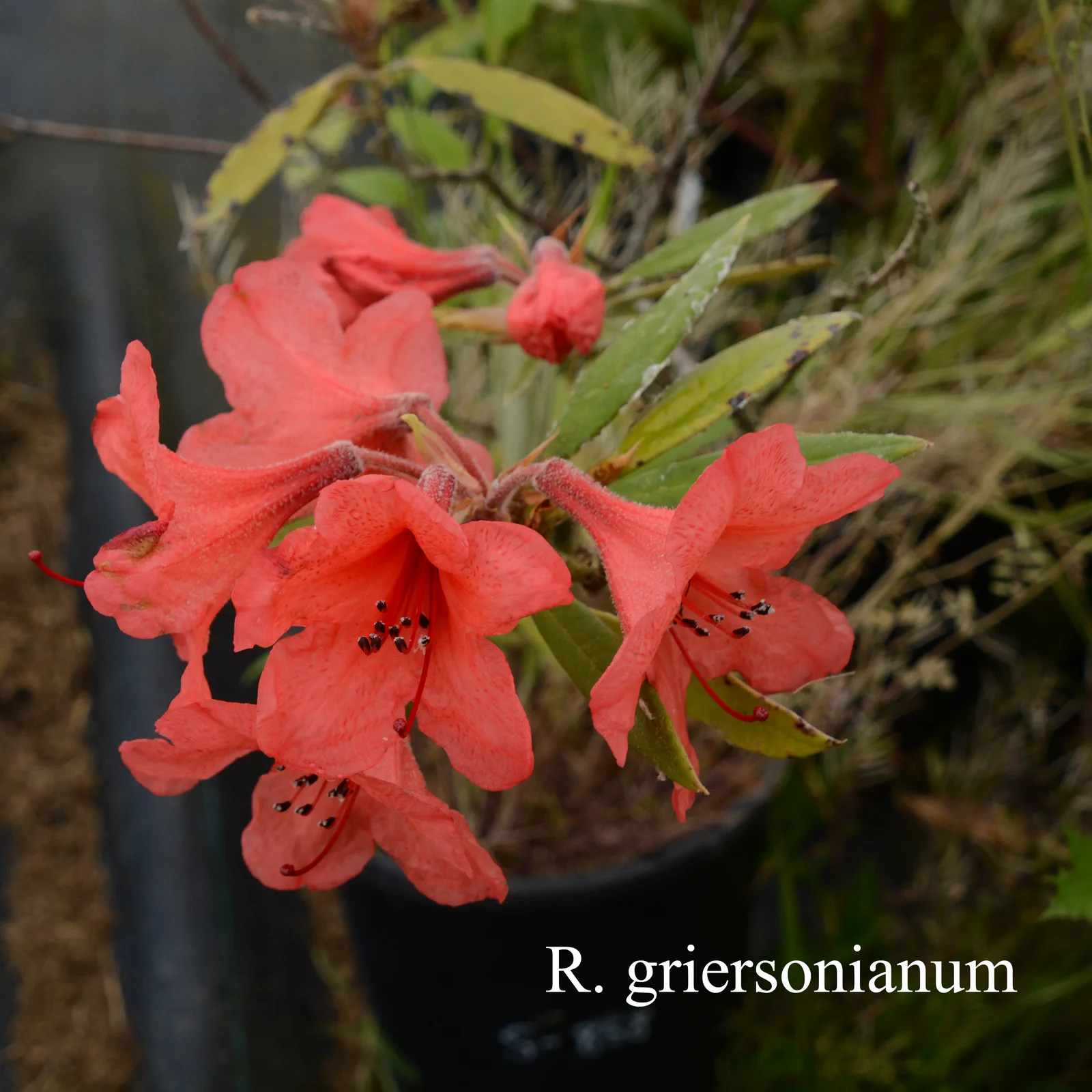R. griersonianum photo of R. griersonianum. Location: Fearing's Farm Nursery, Abbotsford, BC, Canada. Photo by: Harold Fearing