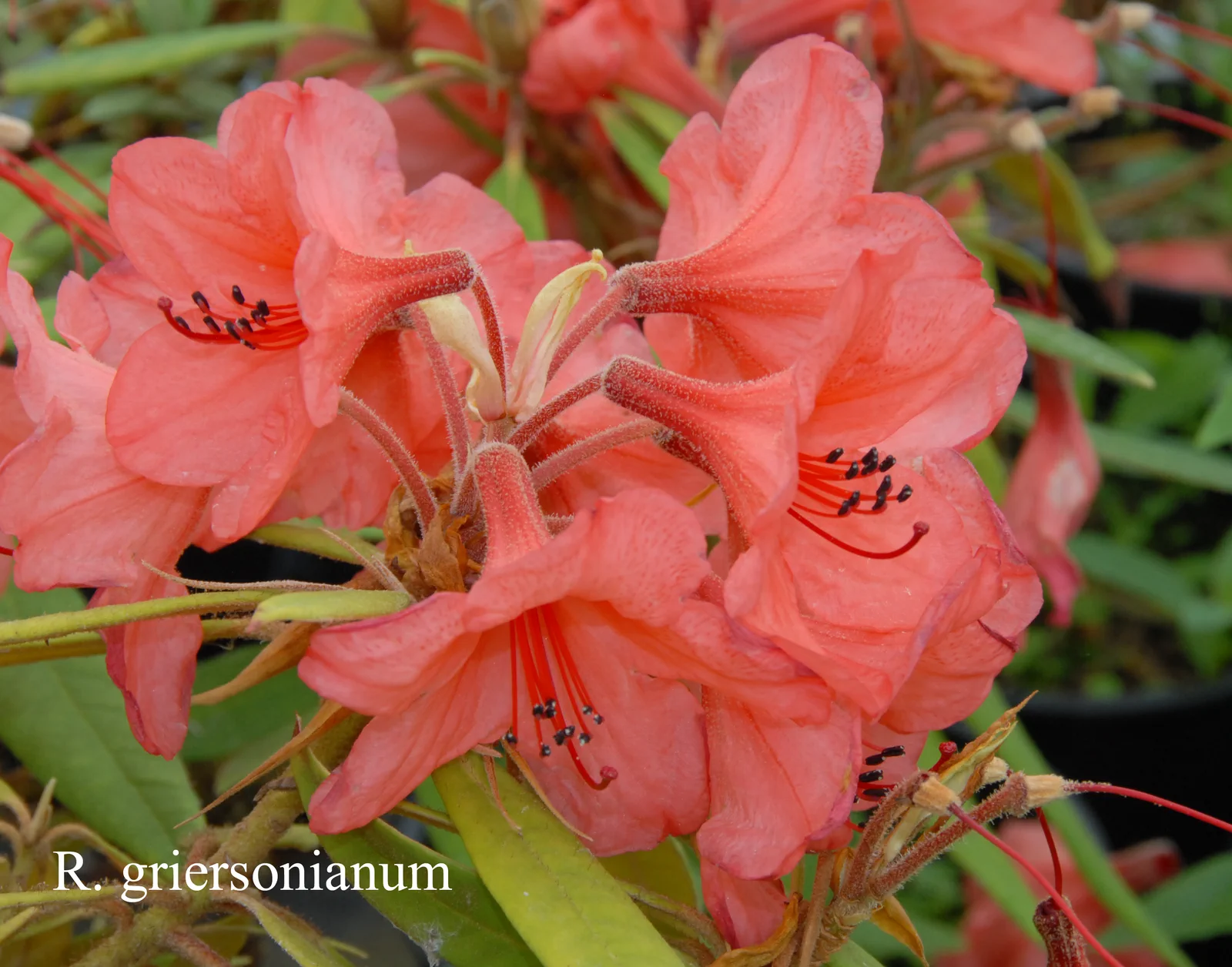 R. griersonianum photo of R. griersonianum. ARS-06-04. Location: Fearing's Farm Nursery, Abbotsford, BC, Canada. Photo by: Harold Fearing