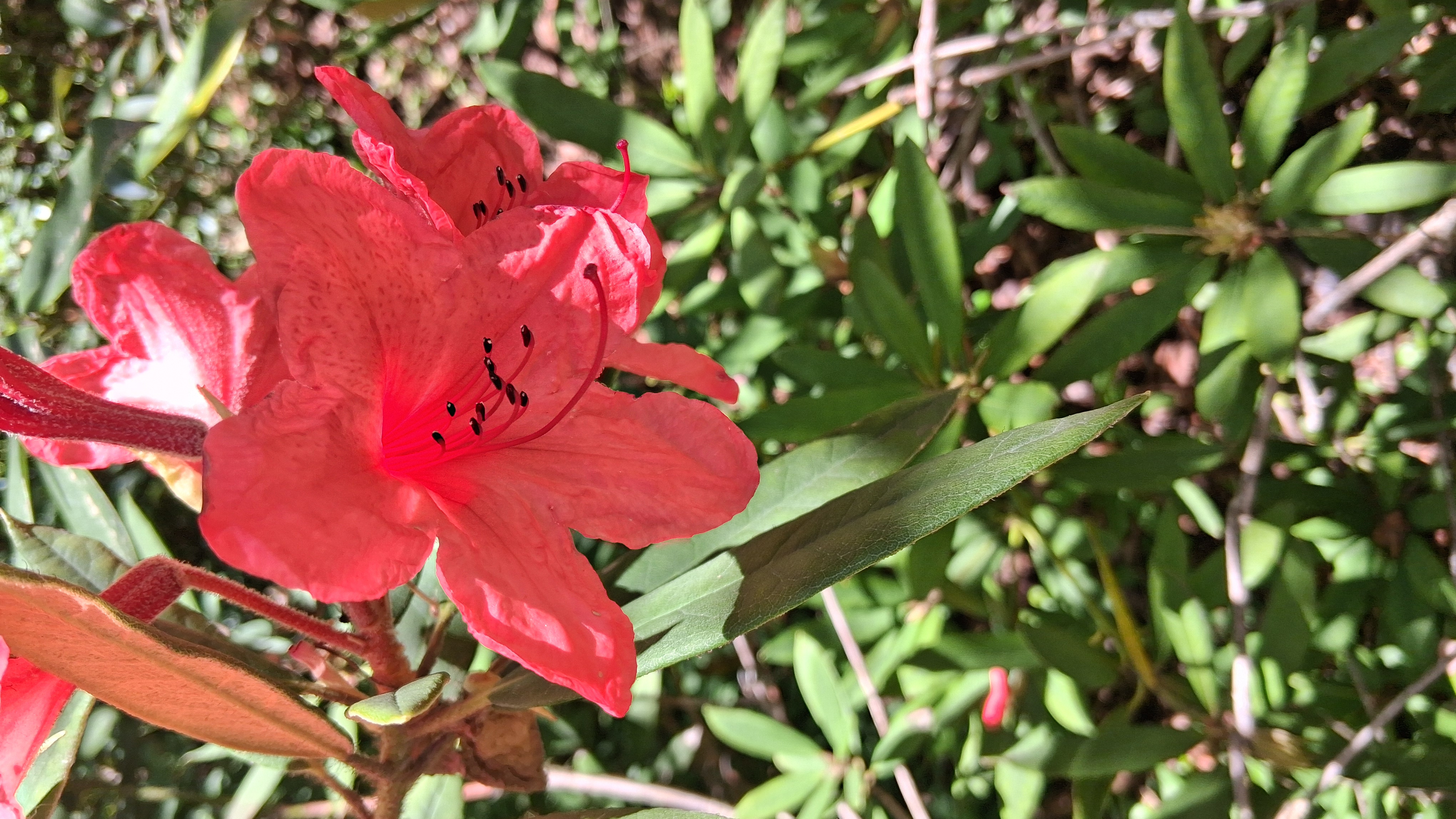Rhododendron griersonianum photo