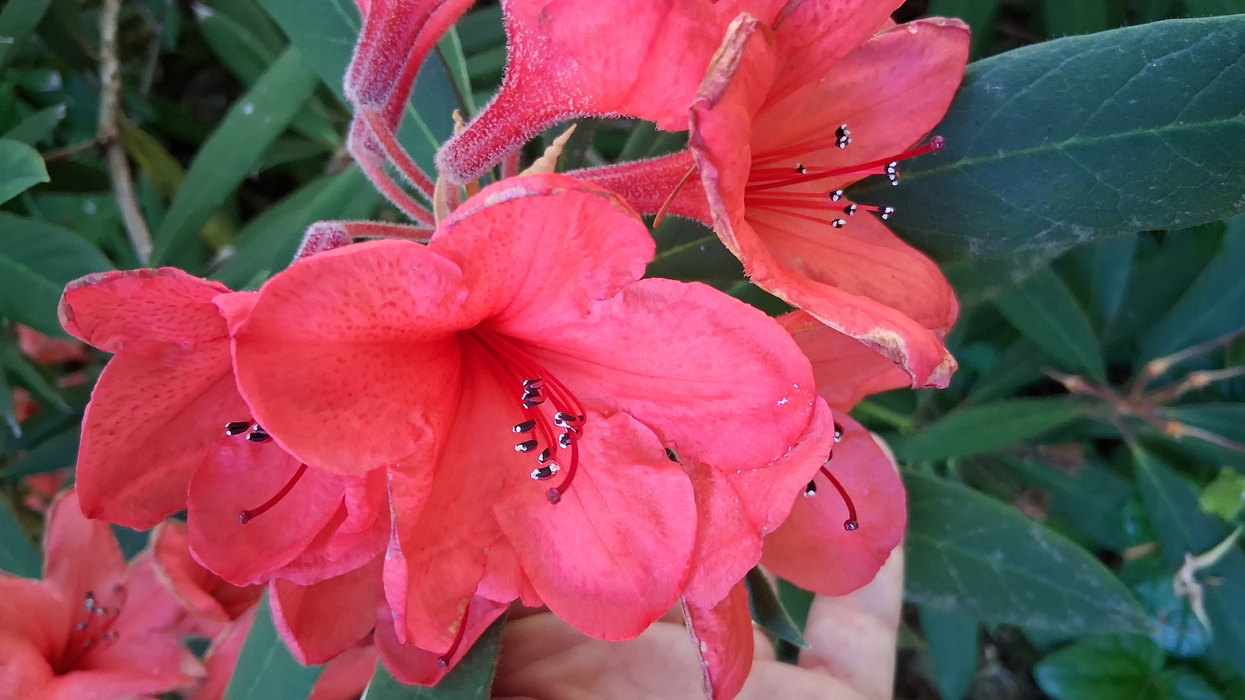 Rhododendron griersonianum photo