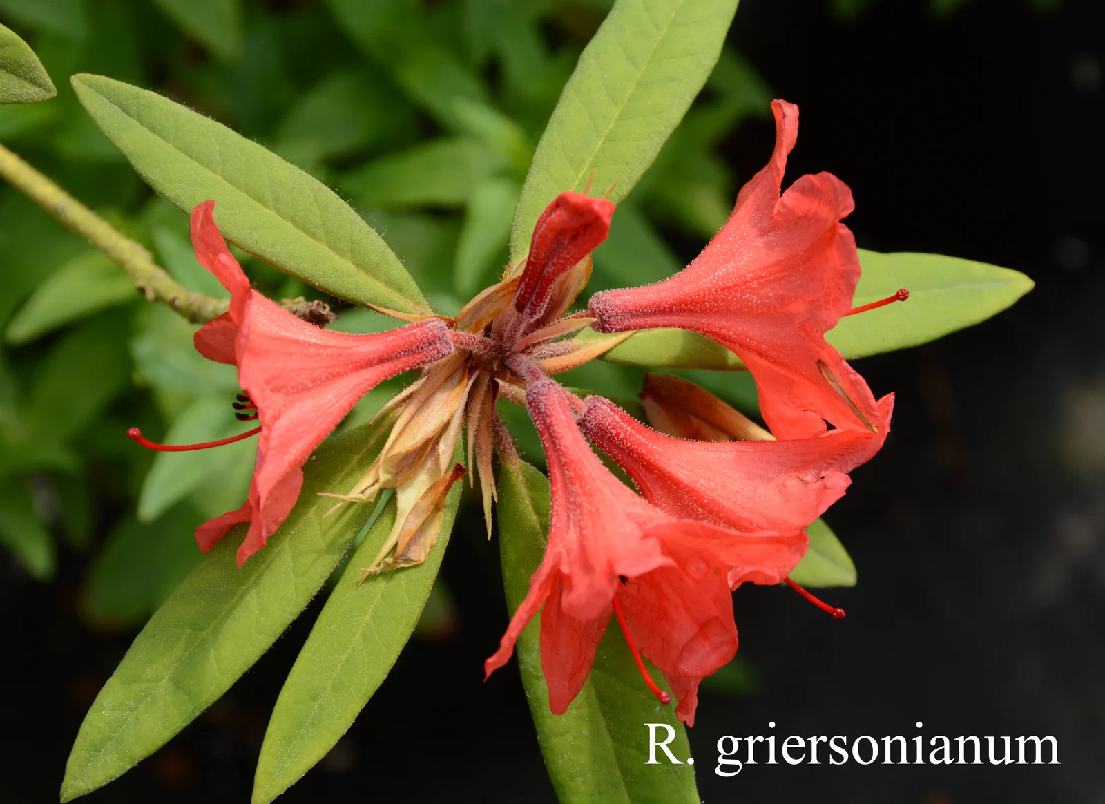 R. griersonianum photo of R. griersonianum. Location: Fearing's Farm Nursery, Abbotsford, BC, Canada. Photo by: Harold Fearing