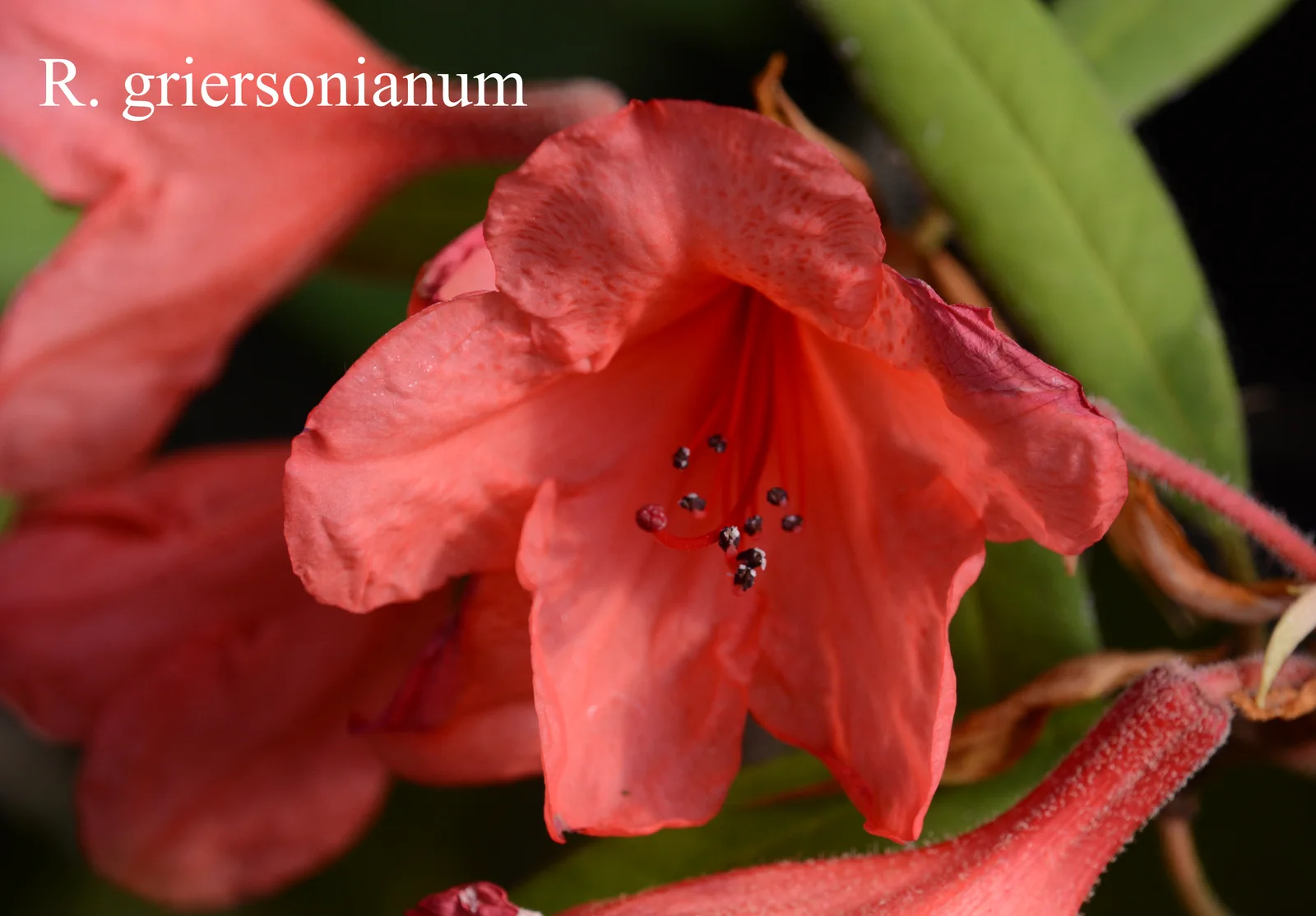 R. griersonianum photo of R. griersonianum. Location: Fearing's Farm Nursery, Abbotsford, BC, Canada. Photo by: Harold Fearing
