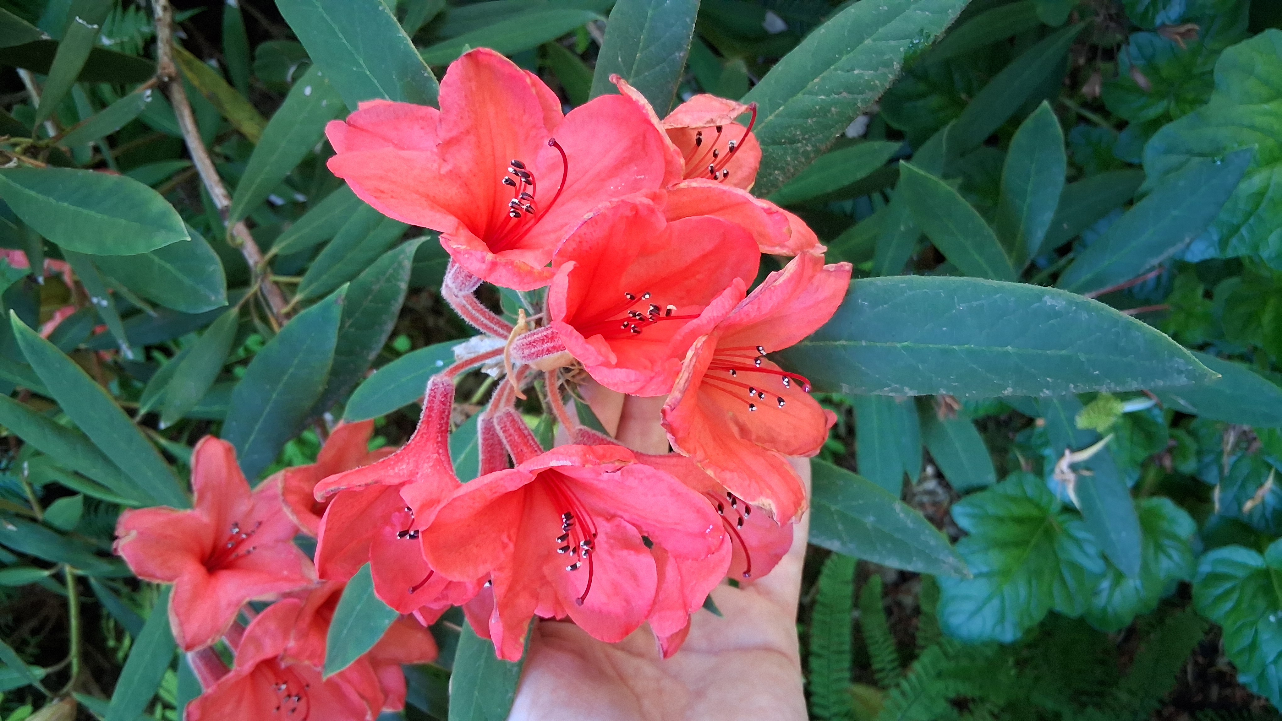 Rhododendron griersonianum photo