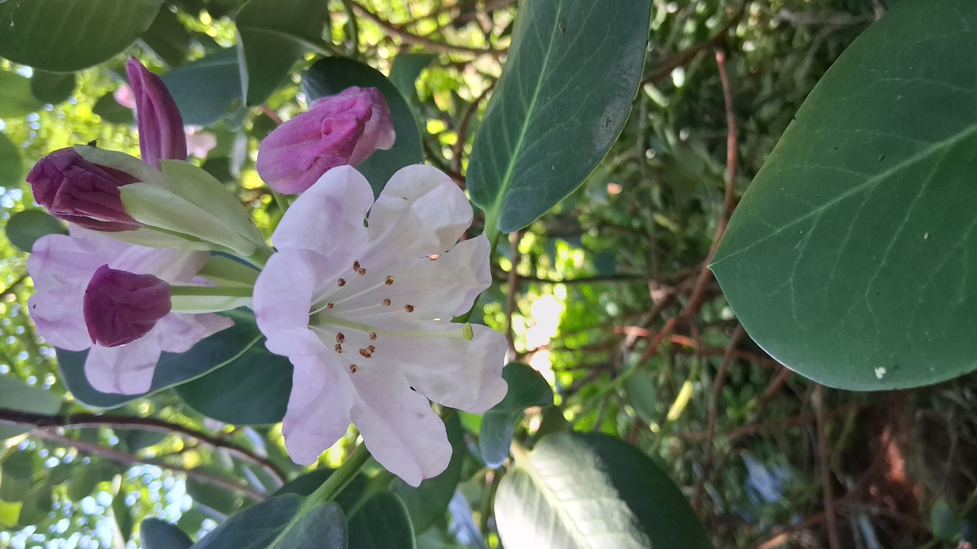 Rhododendron yuefengense photo