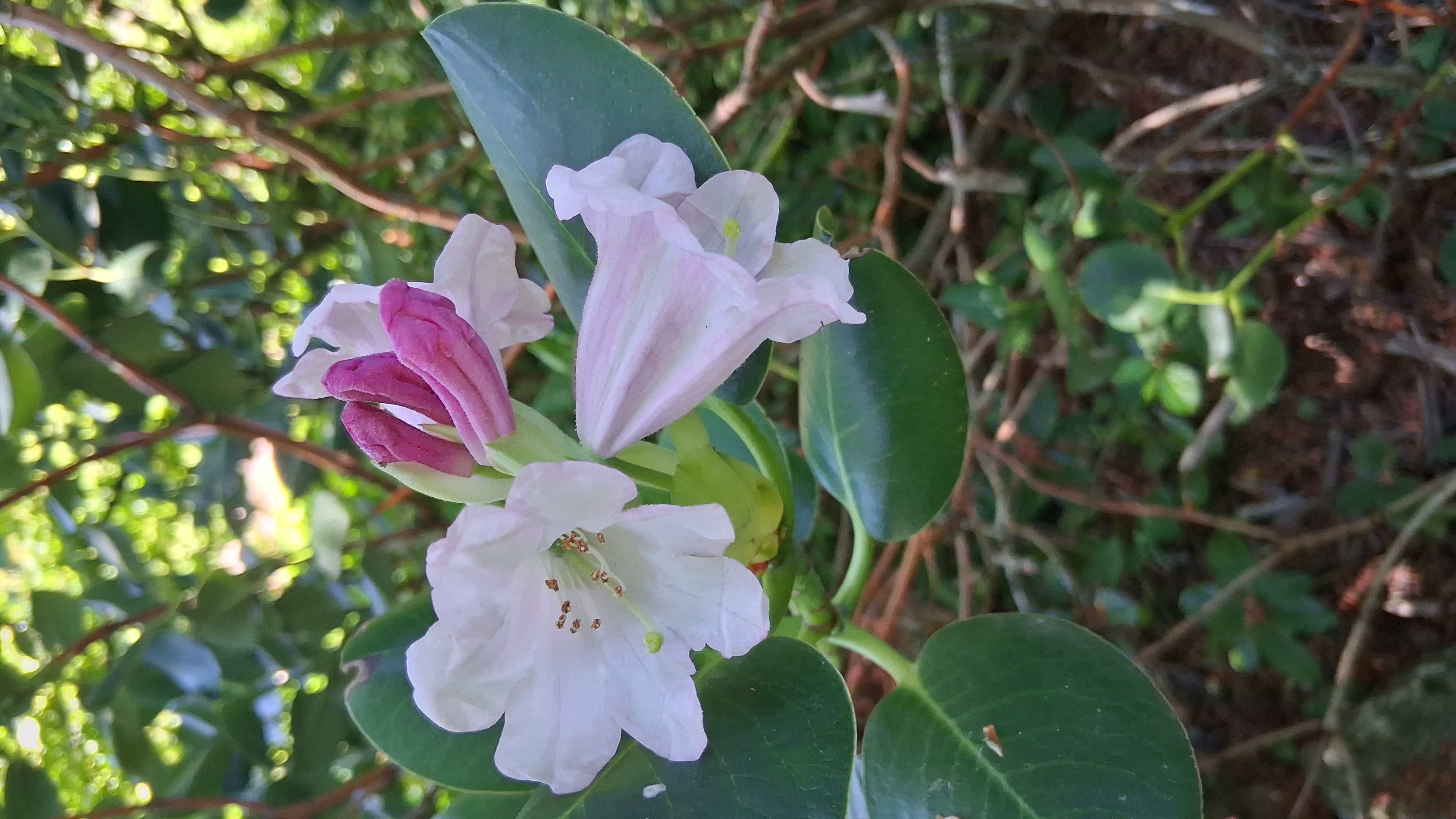 Rhododendron yuefengense photo