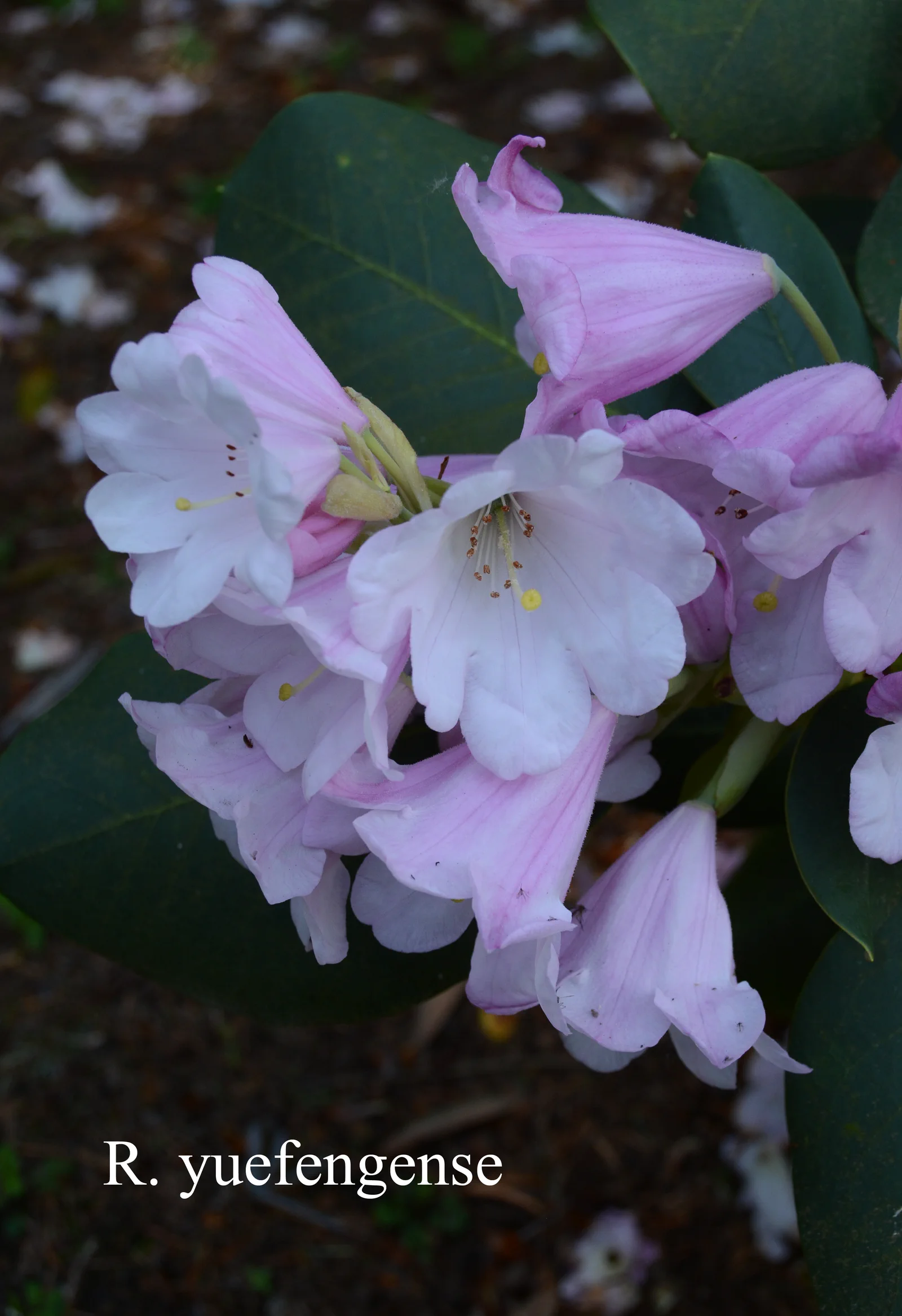 R. yuefengense photo of R. yuefengense. Location: Fearing's Farm Nursery, Abbotsford, BC, Canada. Photo by: Harold Fearing