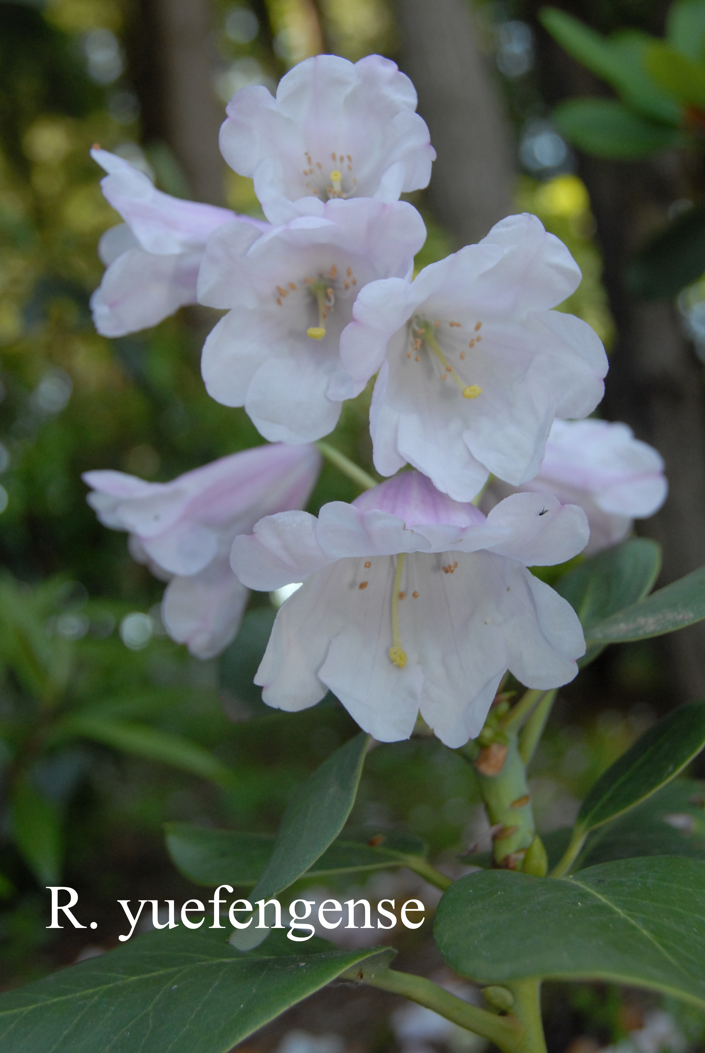 Rhododendron yuefengense photo