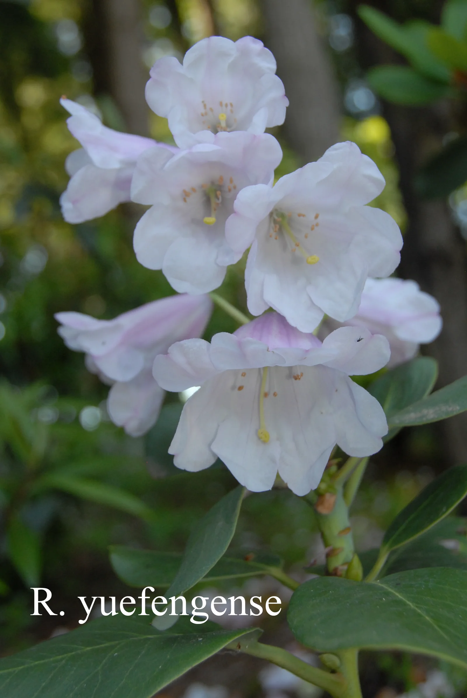 R. yuefengense photo of R. yuefengense. Location: Fearing's Farm Nursery, Abbotsford, BC, Canada. Photo by: Harold Fearing