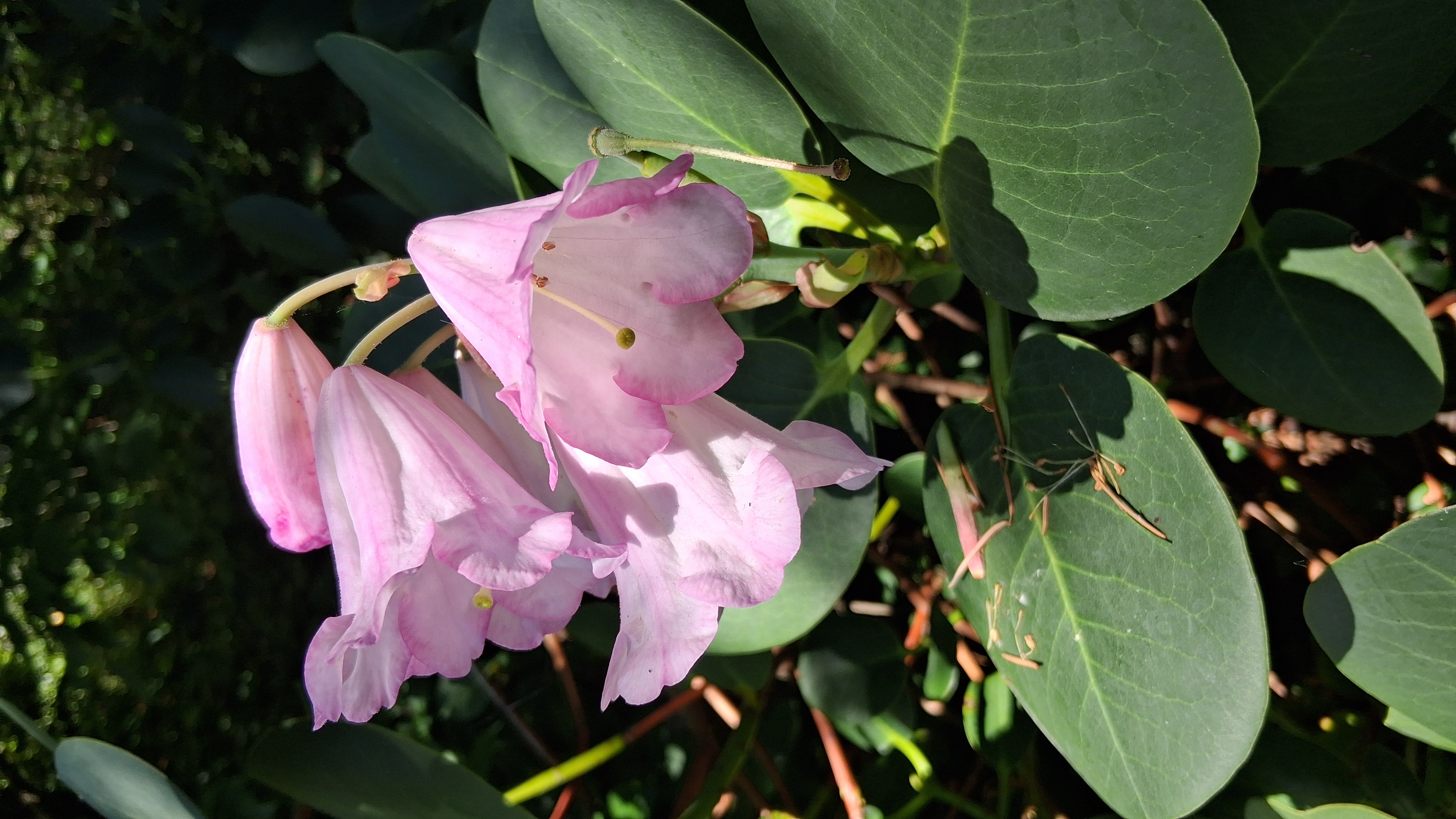 Rhododendron yuefengense photo
