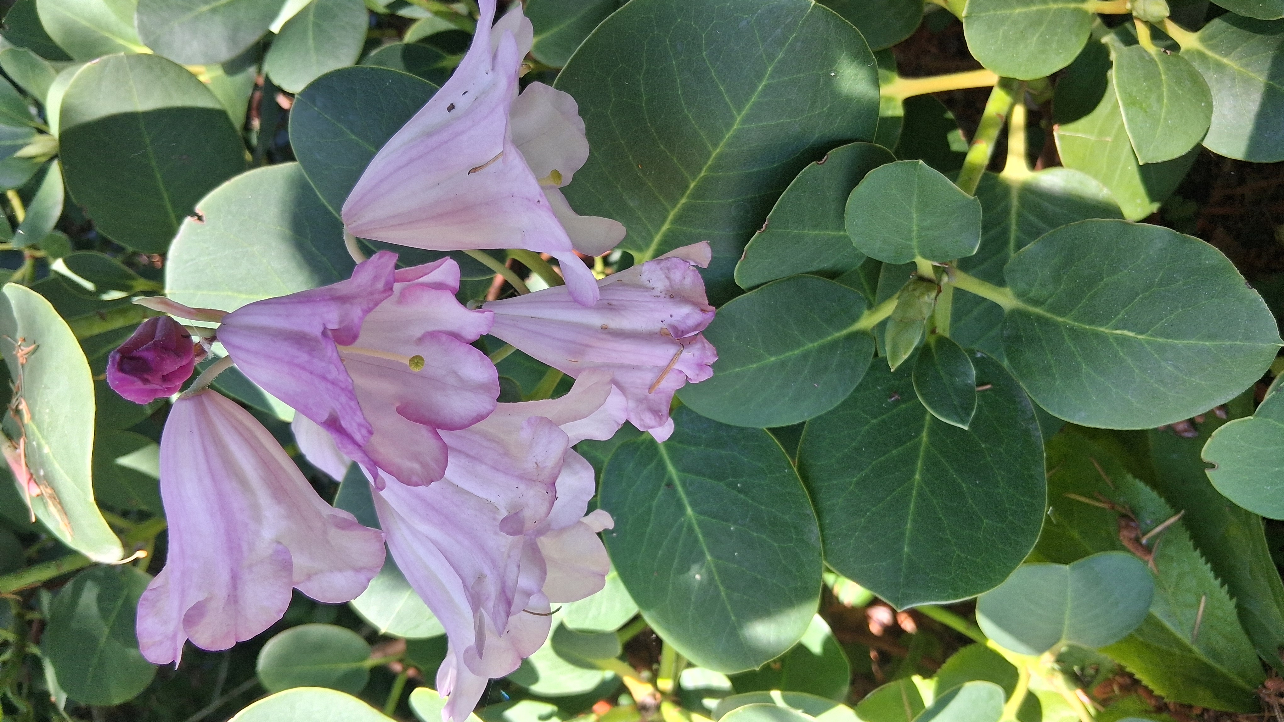 Rhododendron yuefengense photo