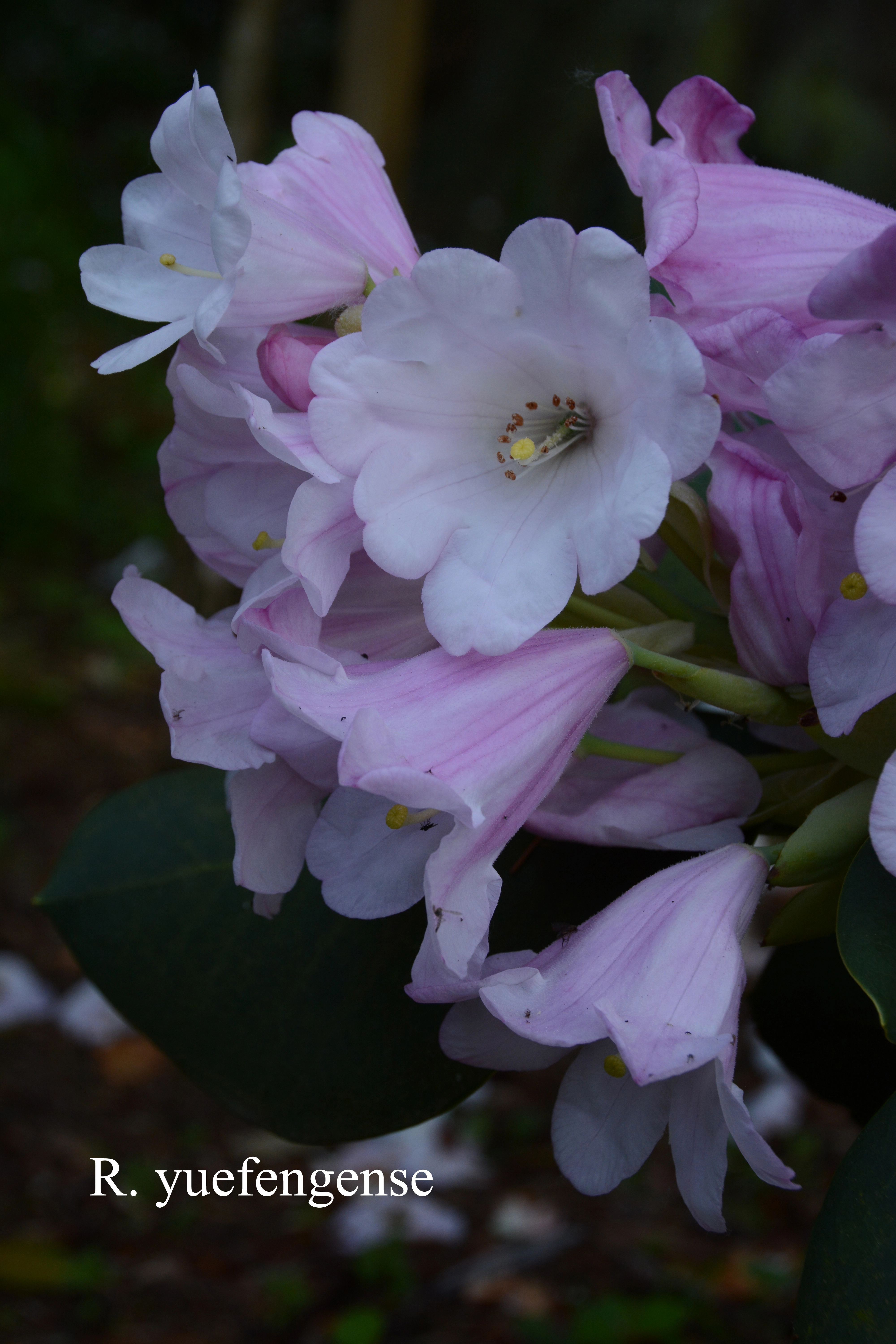 Rhododendron yuefengense photo