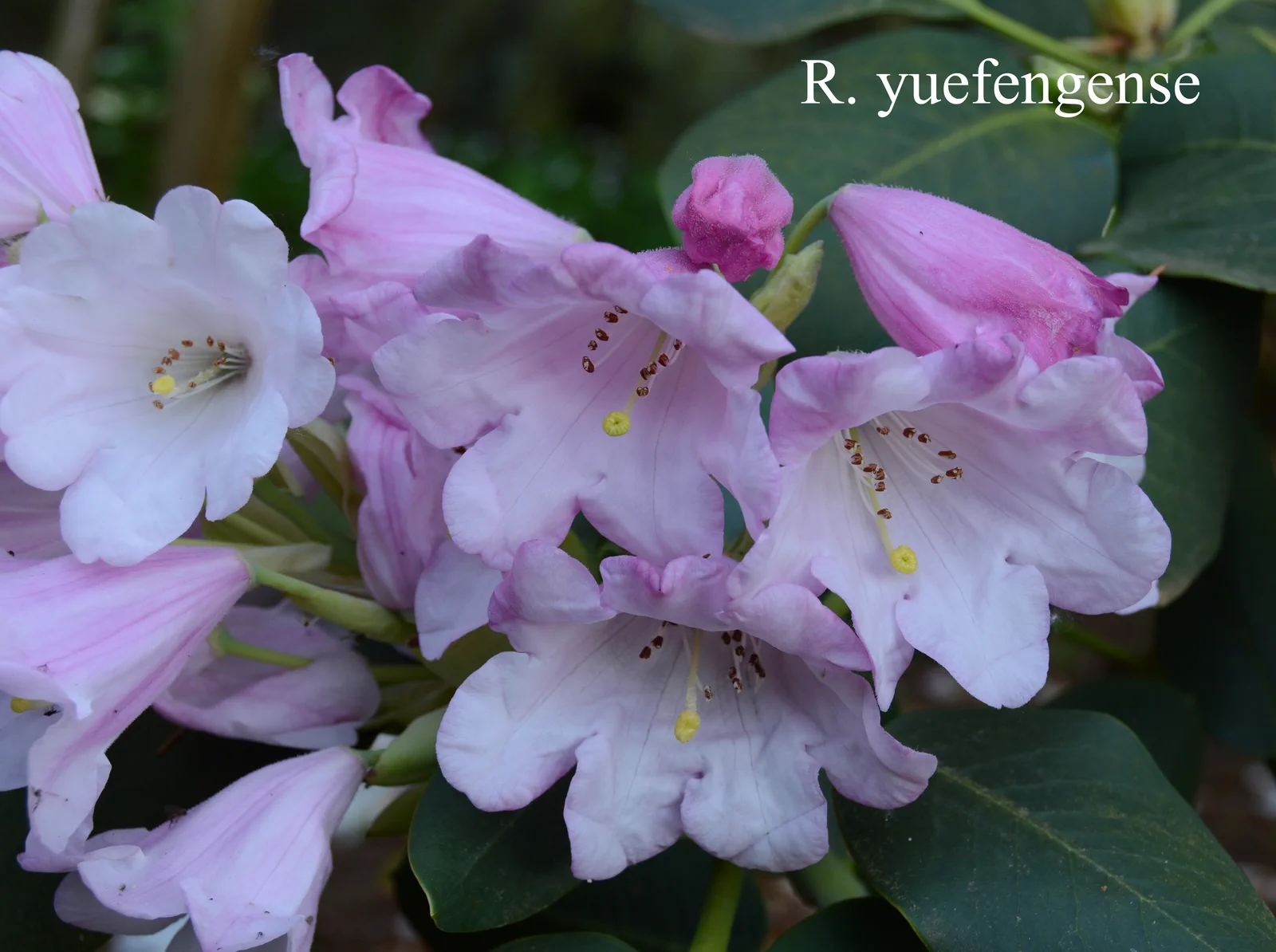 R. yuefengense photo of R. yuefengense. Location: Fearing's Farm Nursery, Abbotsford, BC, Canada. Photo by: Harold Fearing