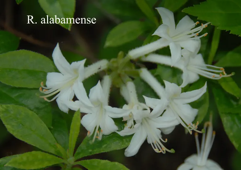 Photo of R. alabamense, Species