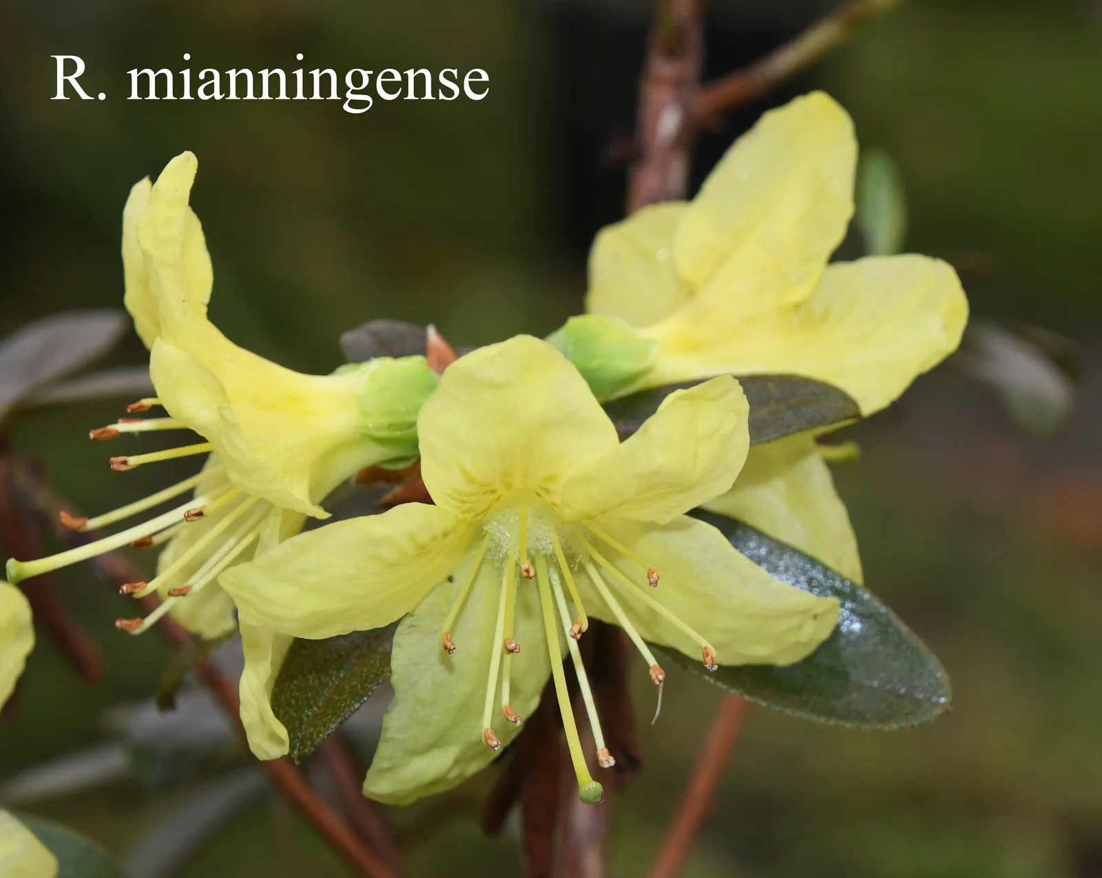 R. mianningense photo of R. mianningense. Location: Fearing's Farm Nursery, Abbotsford, BC, Canada. Photo by: Harold Fearing