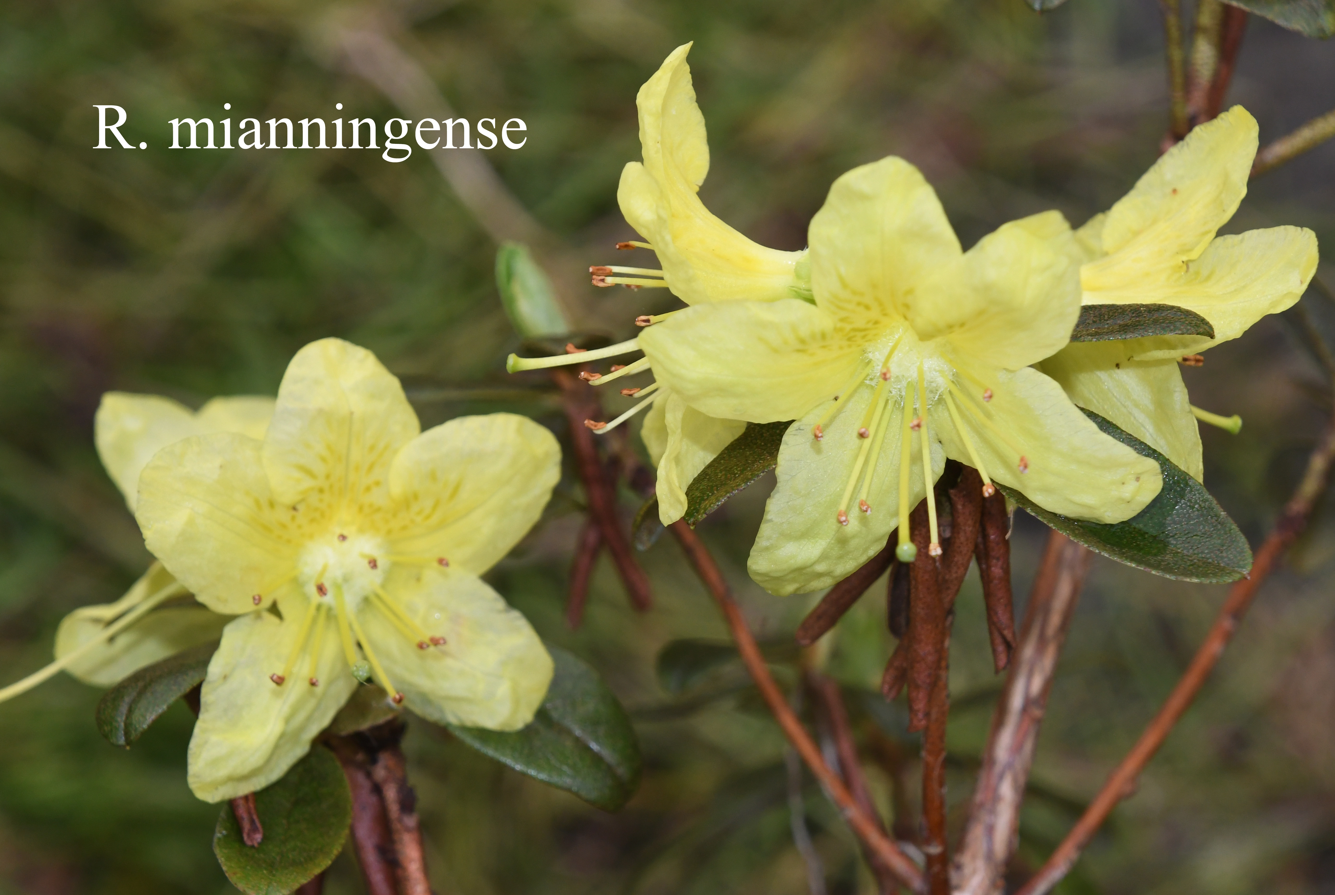 Rhododendron mianningense photo