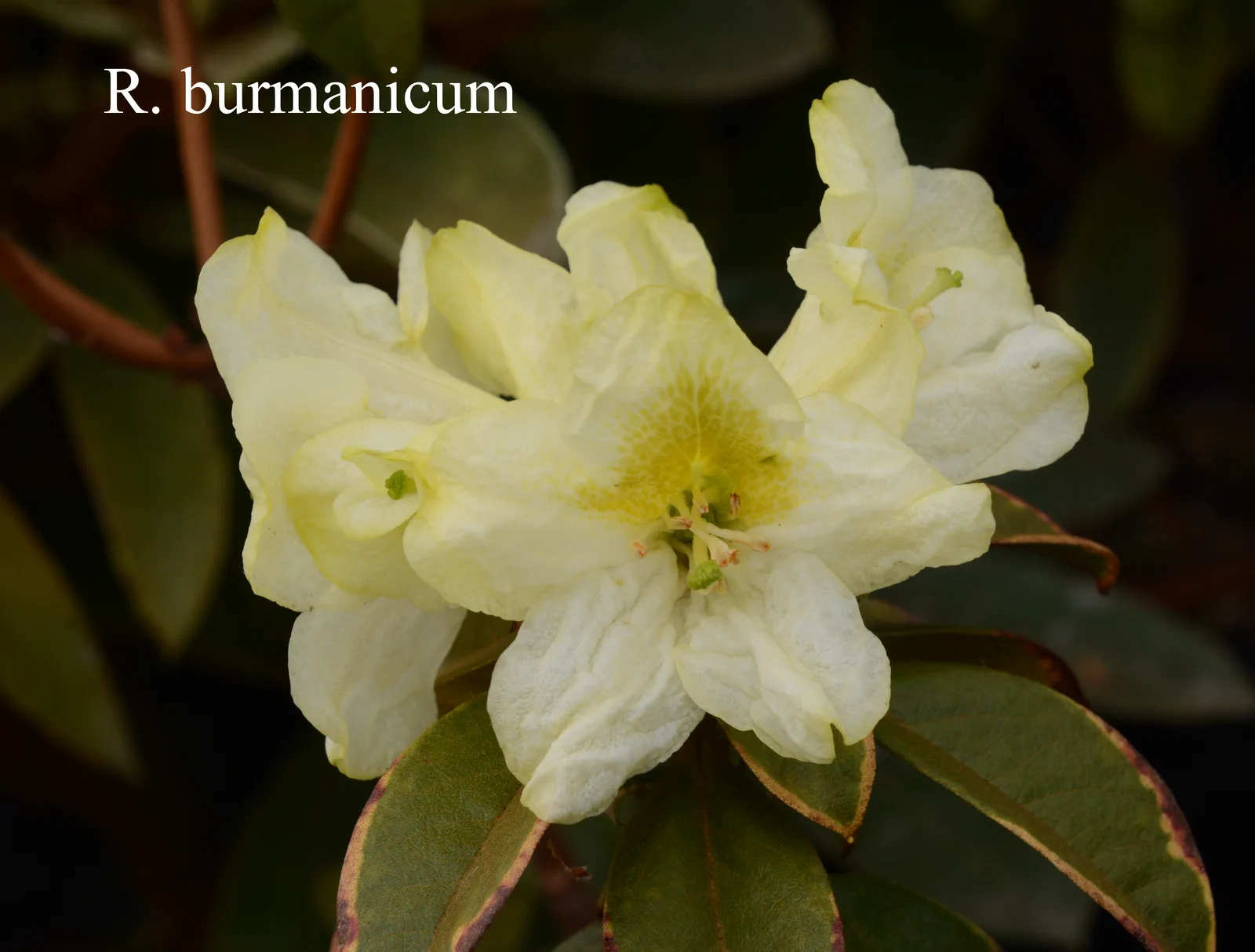 R. burmanicum photo of R. burmanicum. Location: Fearing's Farm Nursery, Abbotsford, BC, Canada. Photo by: Harold Fearing