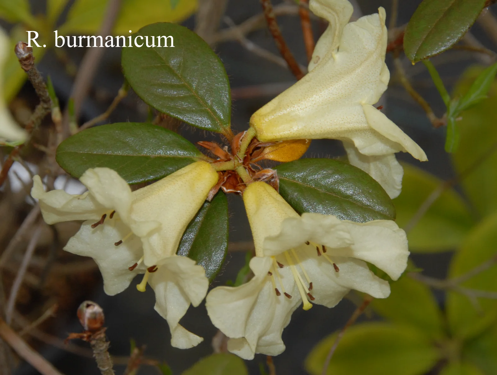 R. burmanicum photo of R. burmanicum. Location: Fearing's Farm Nursery, Abbotsford, BC, Canada. Photo by: Harold Fearing