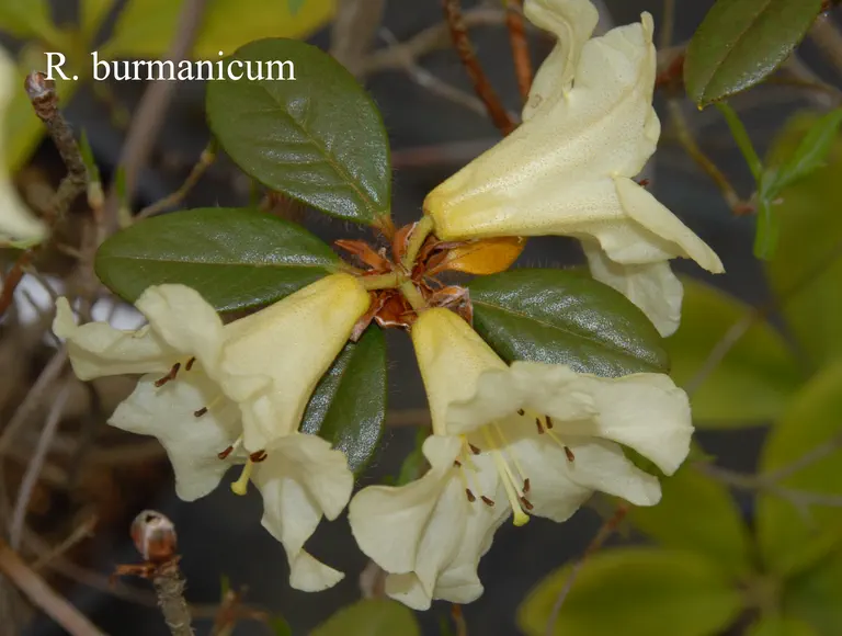 Photo of R. burmanicum, Species