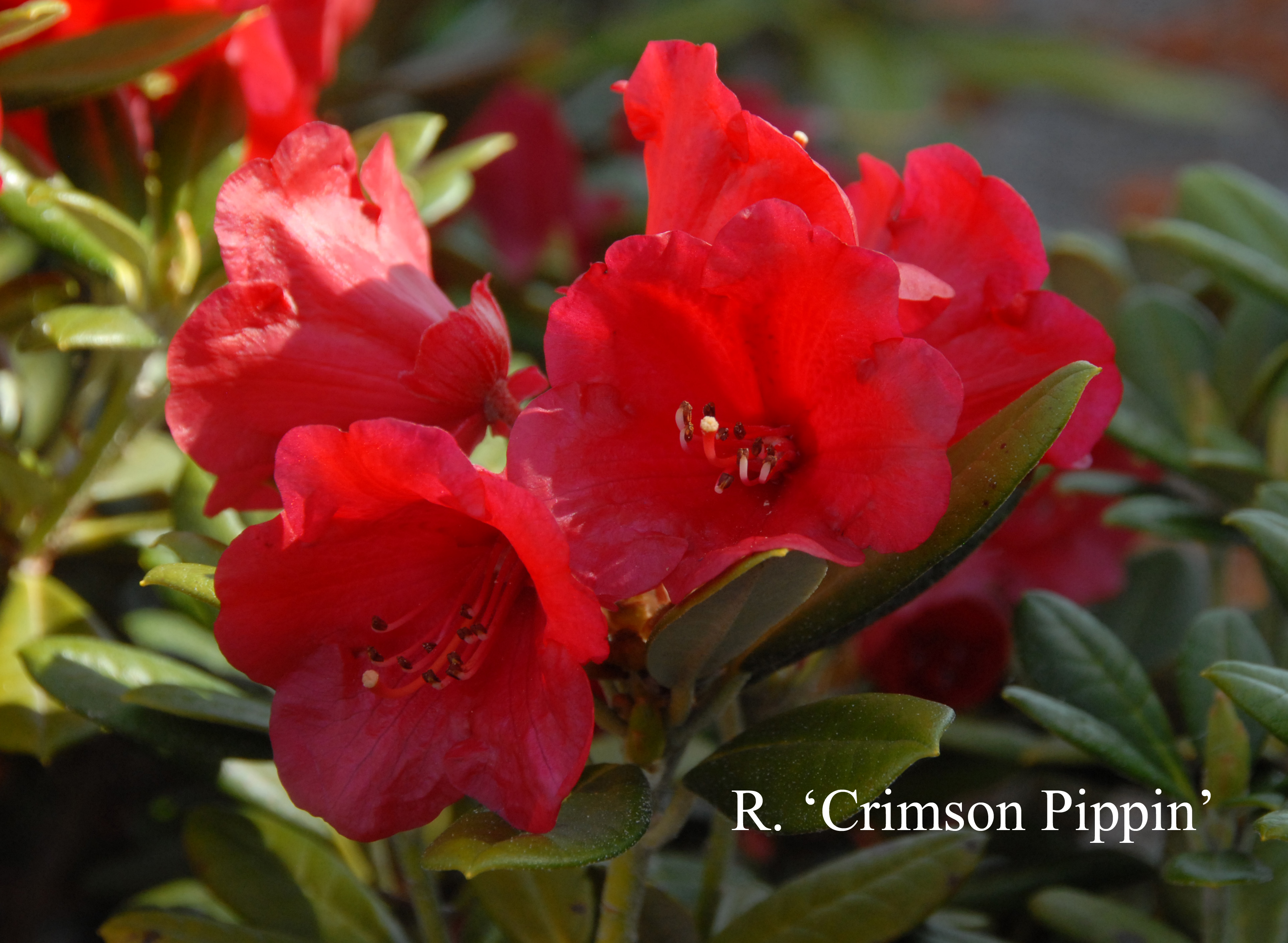 Rhododendron Crimson Pippin photo