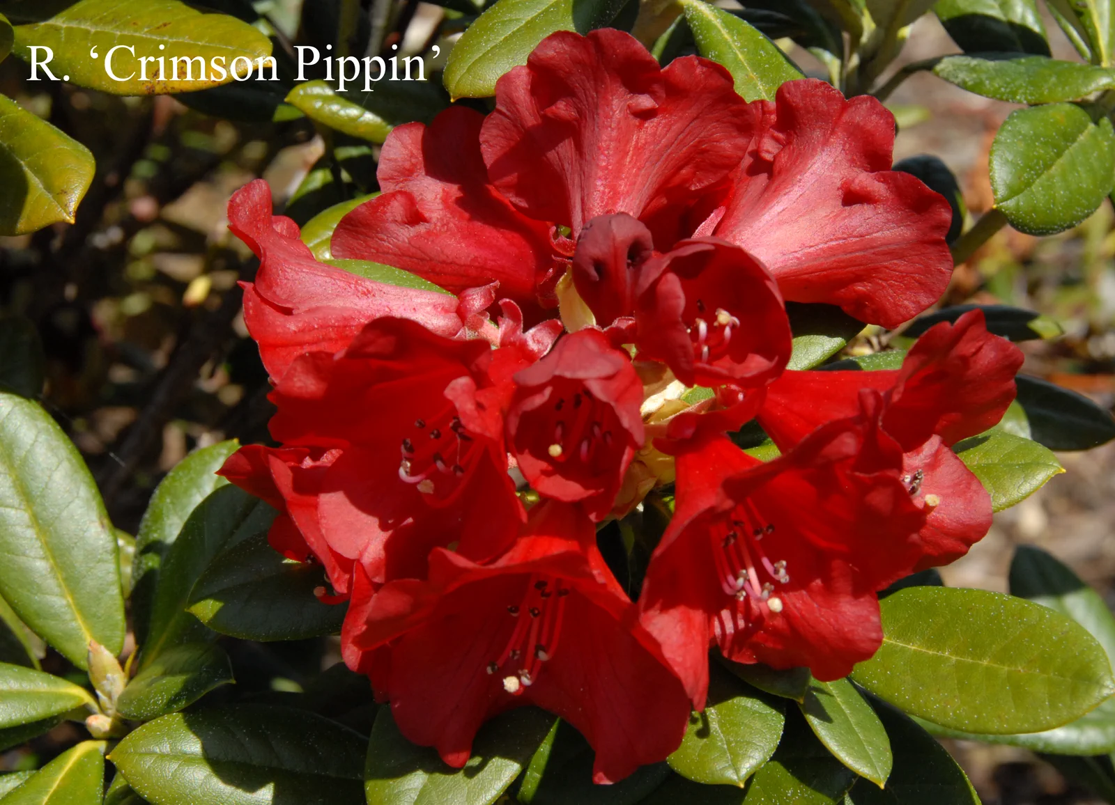 R. 'Crimson Pippin' photo of R. 'Crimson Pippin'. Location: Fearing's Farm Nursery, Abbotsford, BC, Canada. Photo by: Harold Fearing