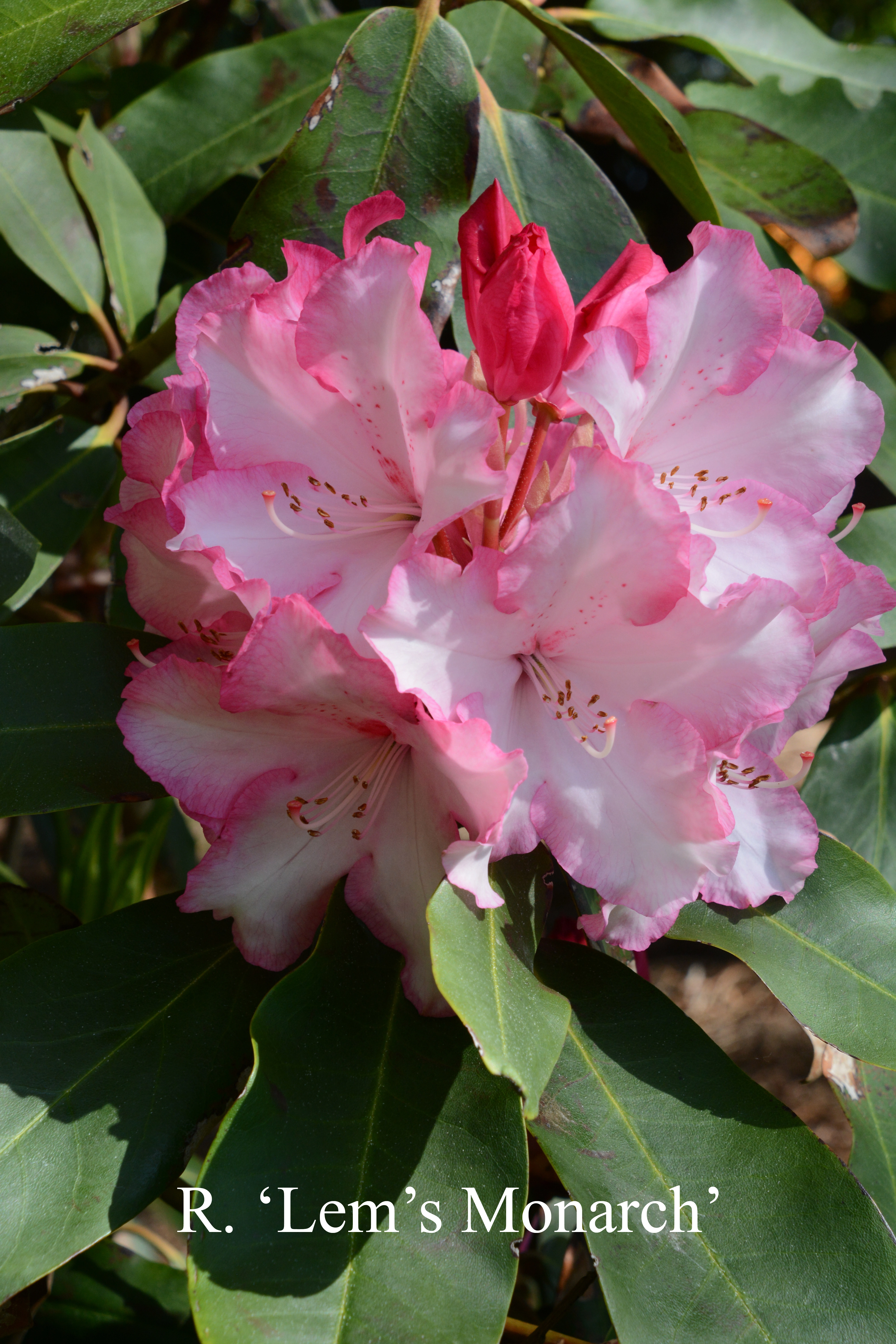 Rhododendron Lem's Monarch photo