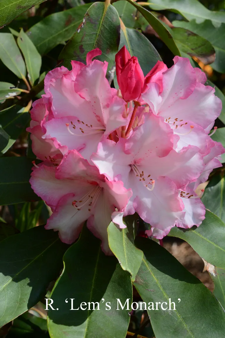 Photo of R. 'Lem's Monarch', Rhododendron Hybrid