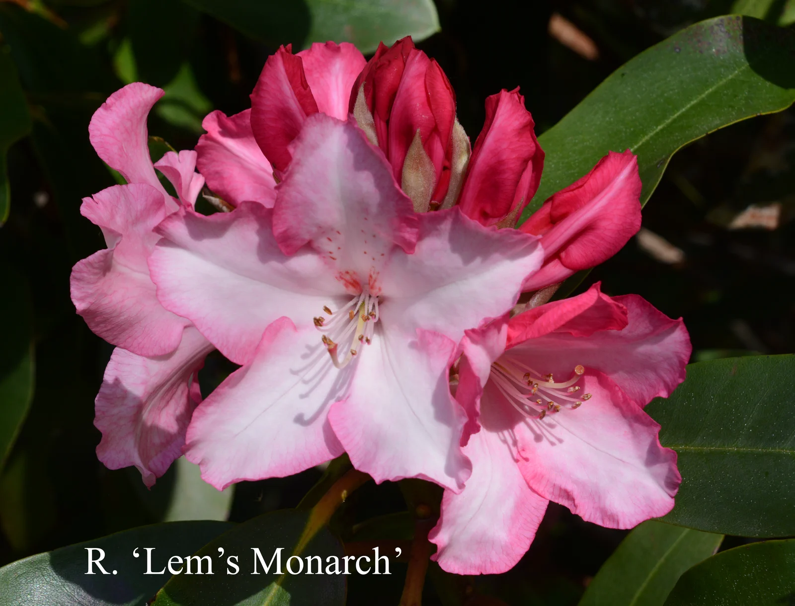 R. 'Lem's Monarch' photo of R. 'Lem's Monarch'. Location: Fearing's Farm Nursery, Abbotsford, BC, Canada. Photo by: Harold Fearing