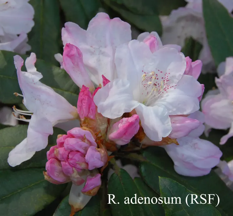 Photo of R. adenosum, Species