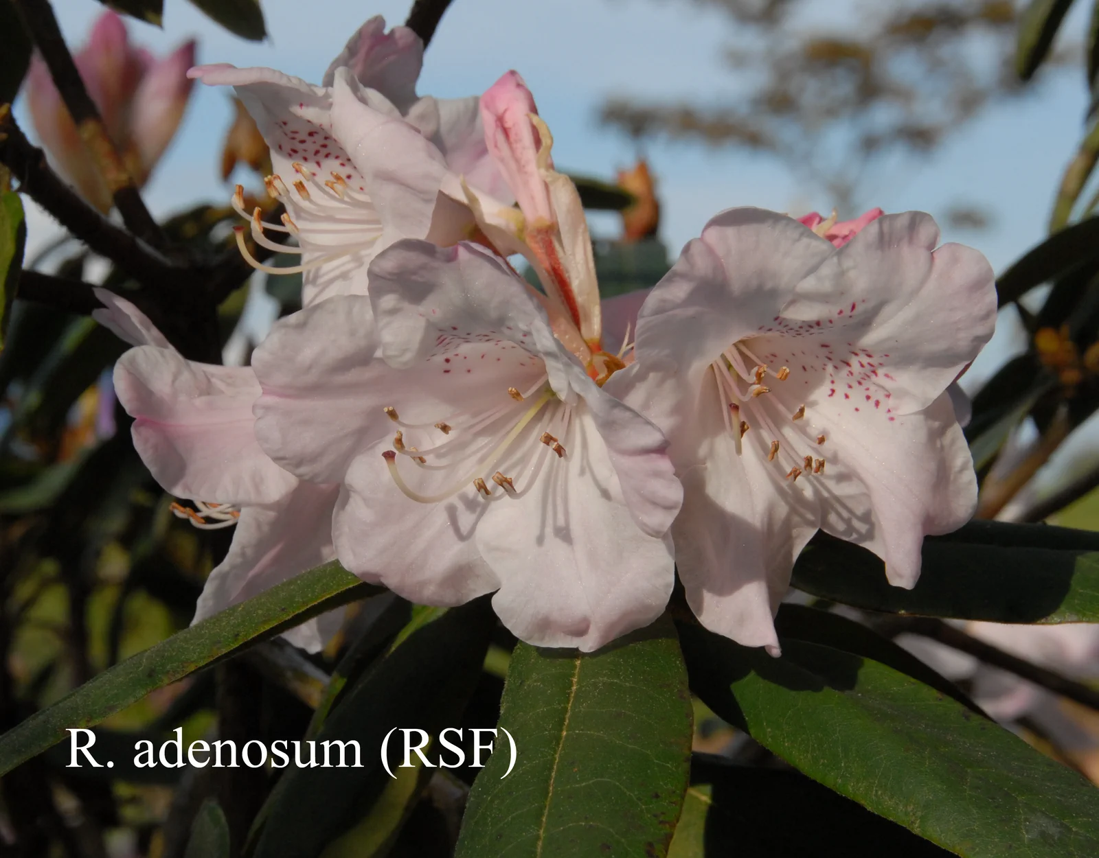 R. adenosum photo of R. adenosum. RSF. Location: Fearing's Farm Nursery, Abbotsford, BC, Canada. Photo by: Harold Fearing